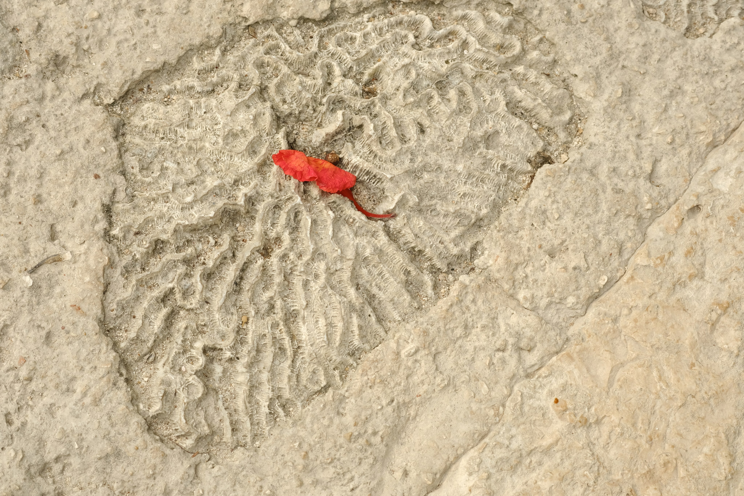 Margarita Rodionova — a contemporary lens-based artist currently working in Cancun, Mexico