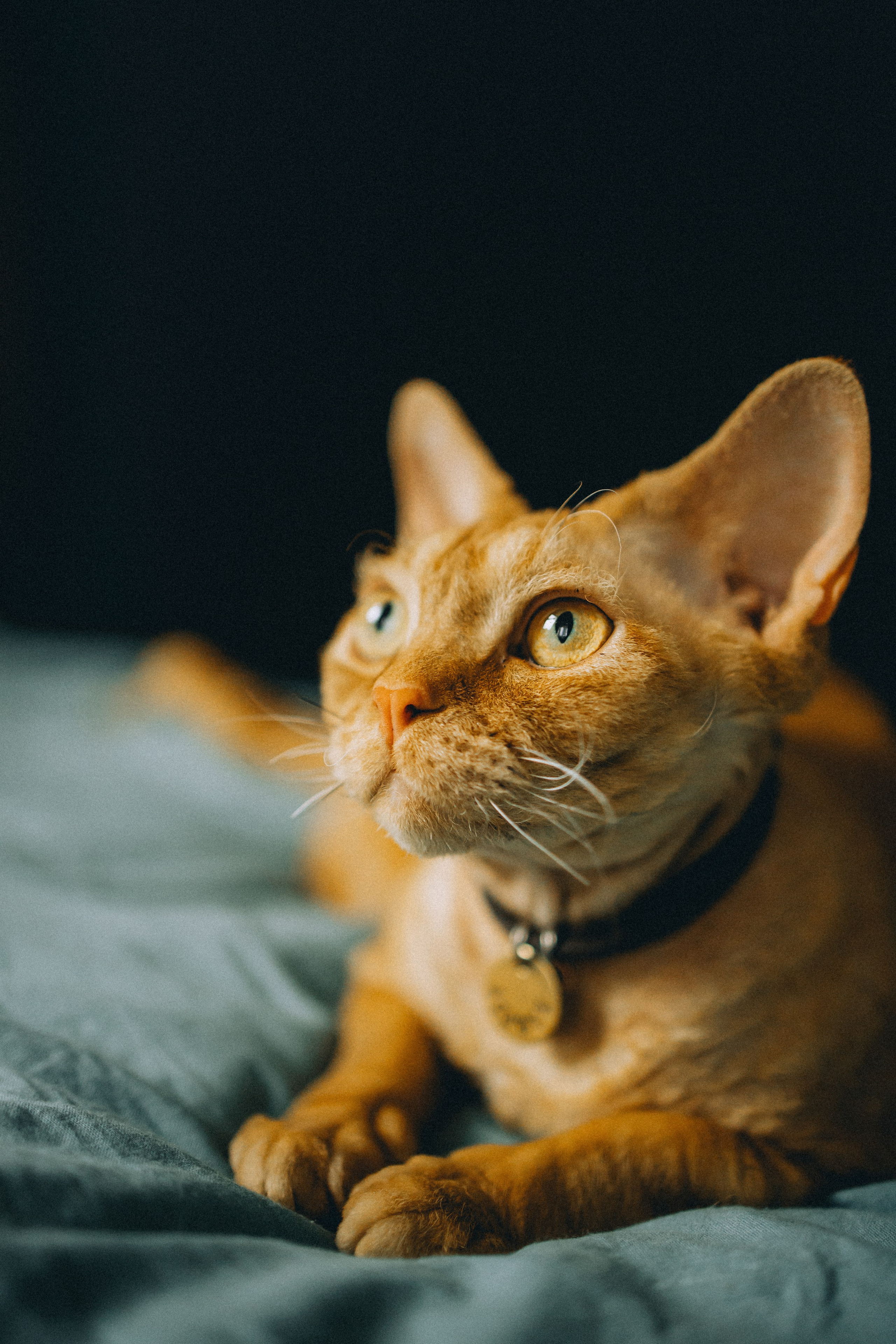 Гречка, Ковш и их семья