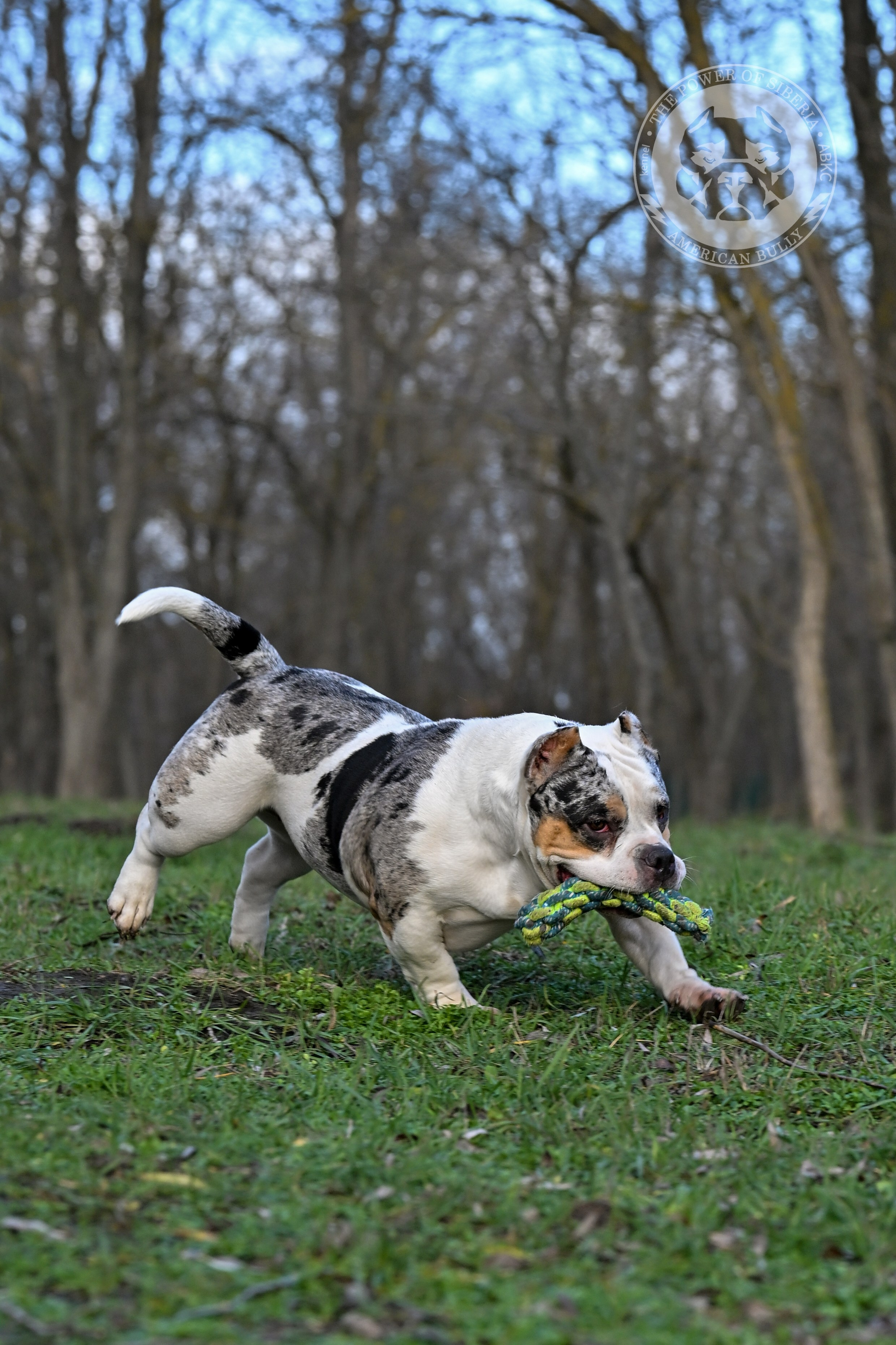 THE POWER OF SIBERIA BAFFI. Американский Булли в г. Ростов-на-Дону. Питомник THE POWER OF SIBERIA