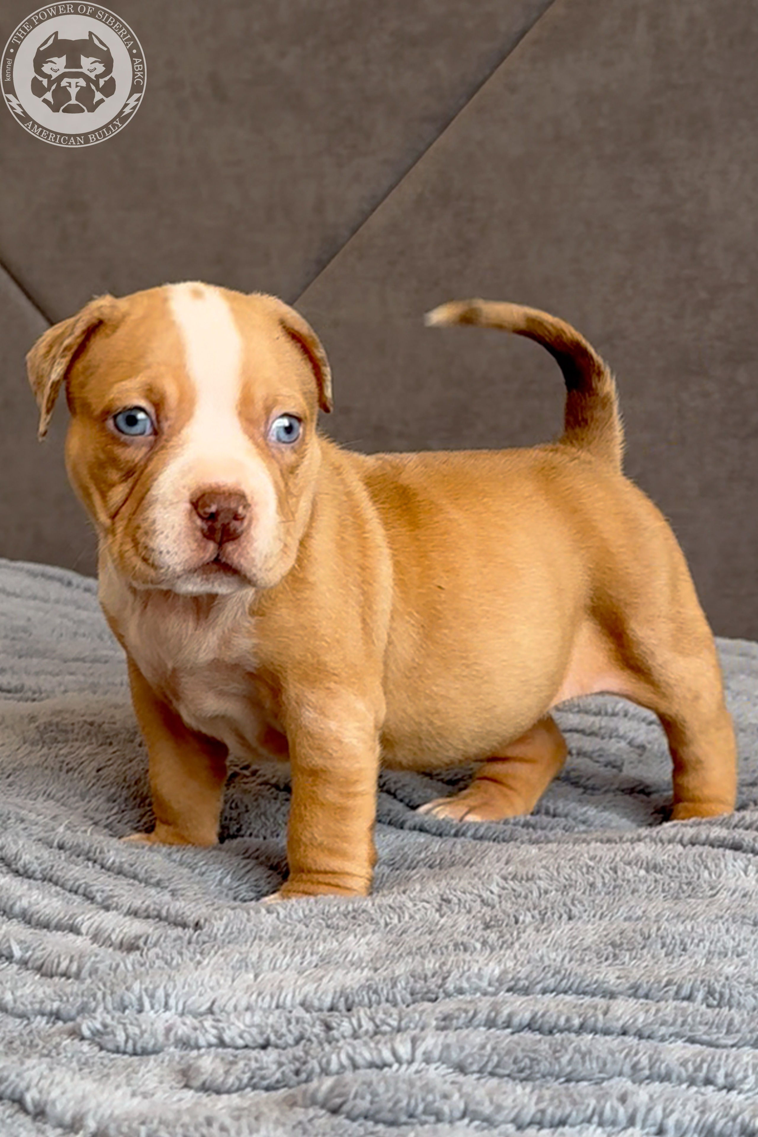 Свободные щенки Американский Булли, в типах покет, классик, стандарт. Американский Булли в г. Ростов-на-Дону. Питомник THE POWER OF SIBERIA