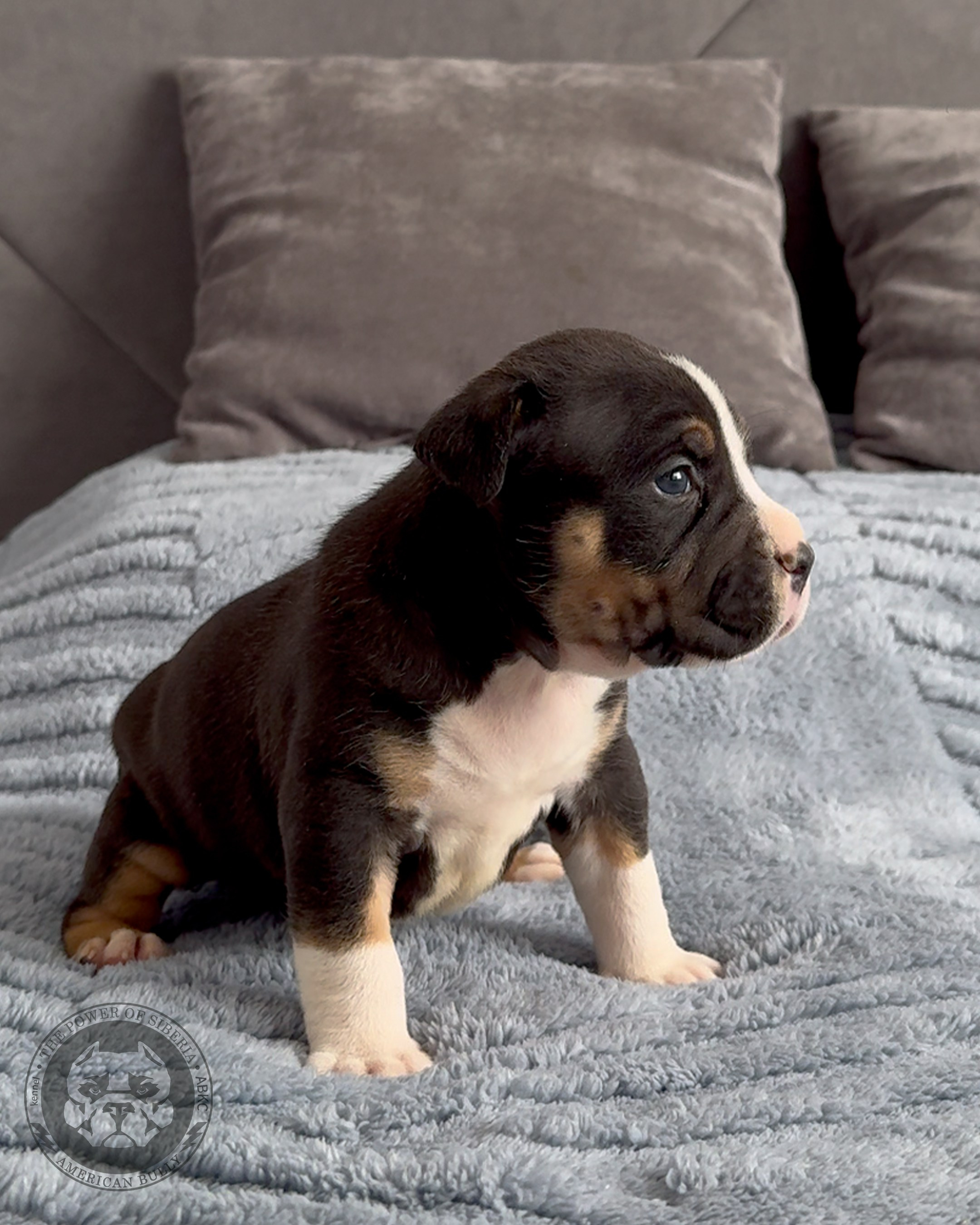 Свободные щенки Американский Булли, в типах покет, классик, стандарт. Американский Булли в г. Ростов-на-Дону. Питомник THE POWER OF SIBERIA