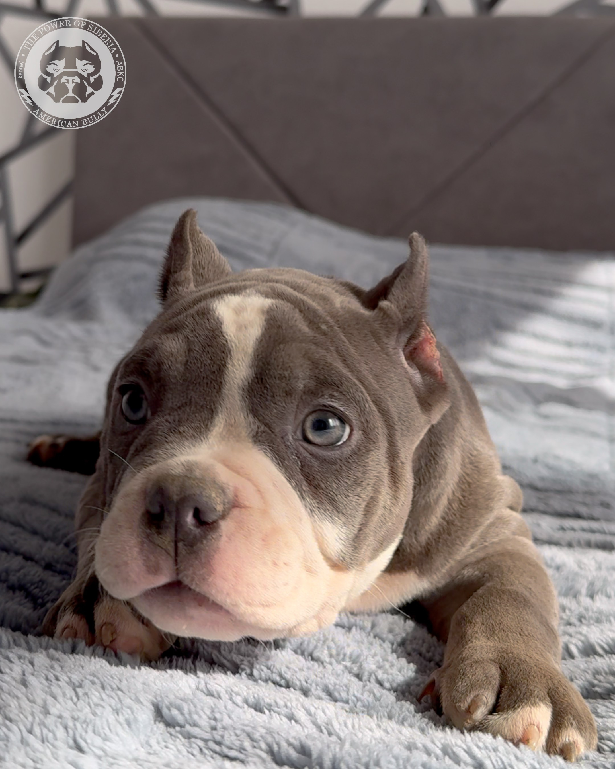 Свободные щенки Американский Булли, в типах покет, классик, стандарт. Американский Булли в г. Ростов-на-Дону. Питомник THE POWER OF SIBERIA