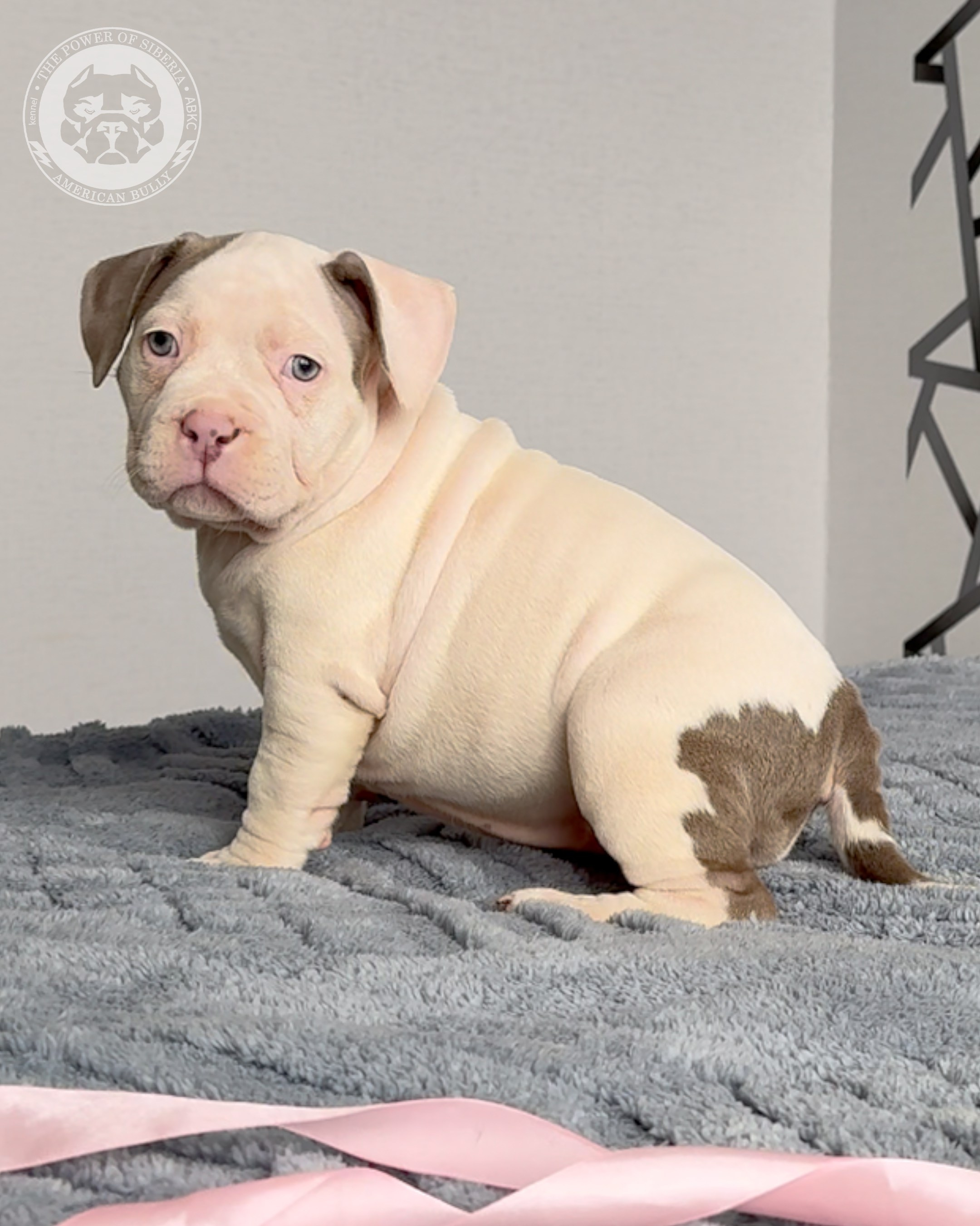 Свободные щенки Американский Булли, в типах покет, классик, стандарт. Американский Булли в г. Ростов-на-Дону. Питомник THE POWER OF SIBERIA