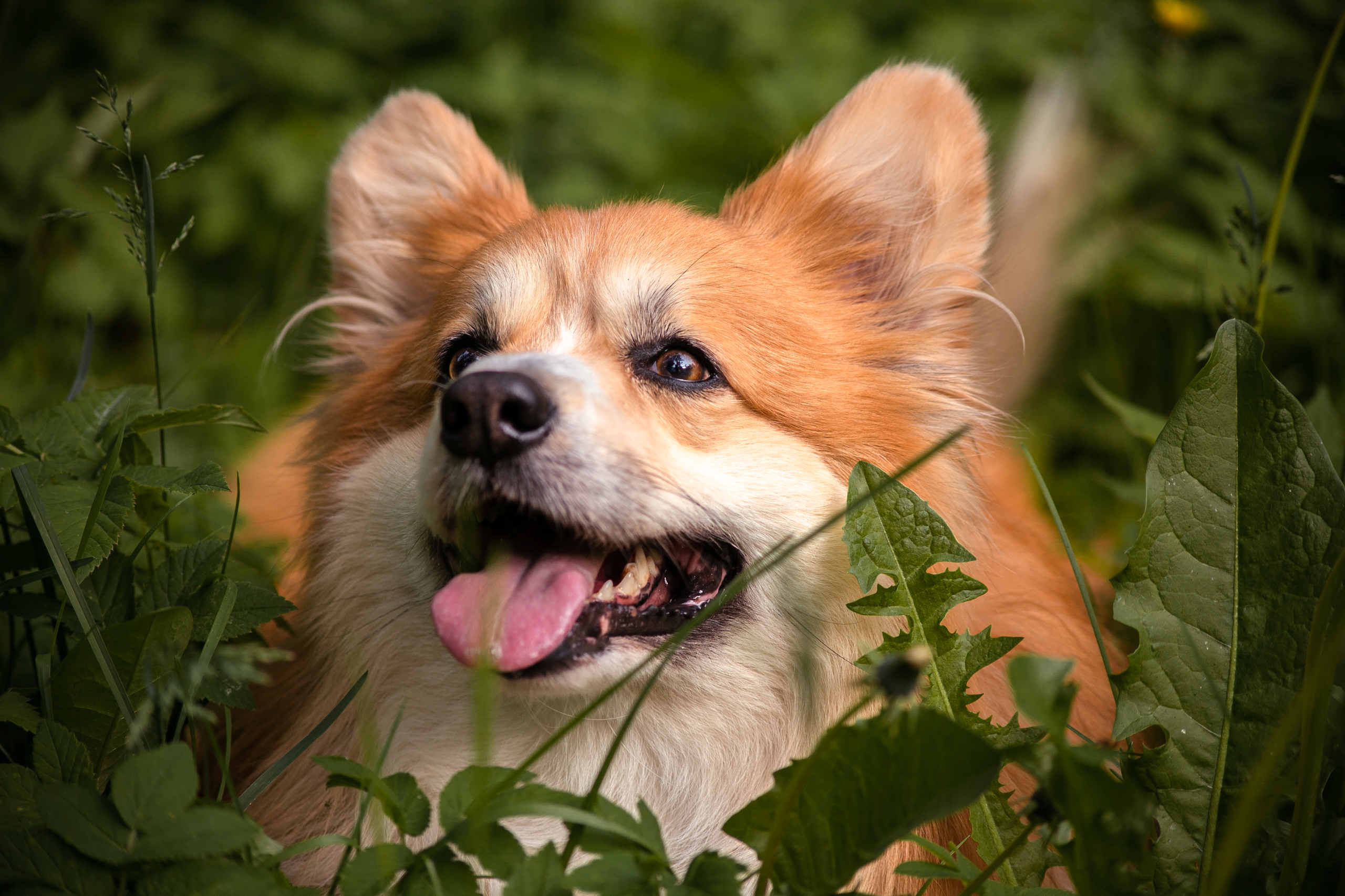 Фотосессия корги. Художественный фотограф в Санкт-Петербурге Елизавета Чева