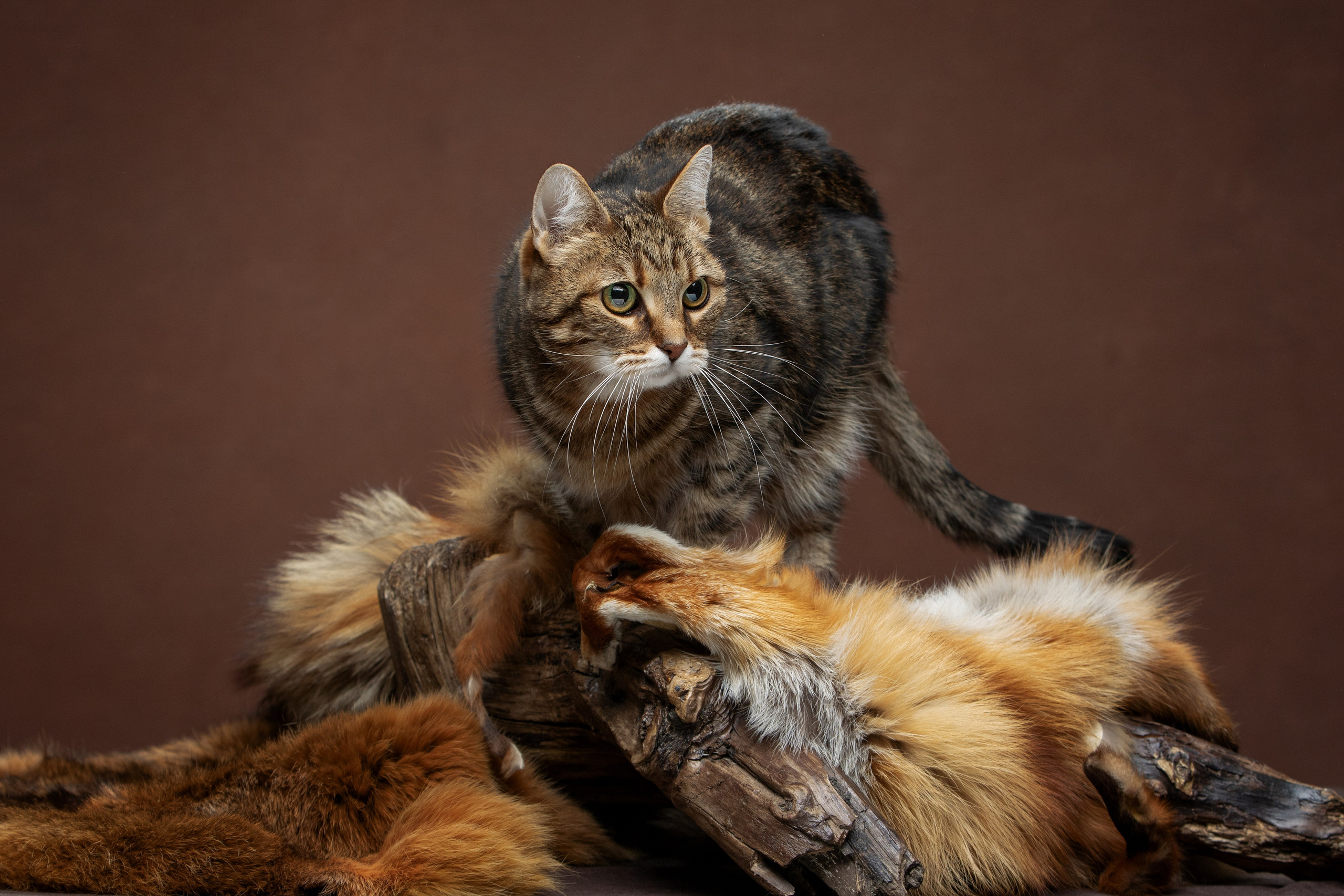 Фотограф-анималист Юлия Зубкова