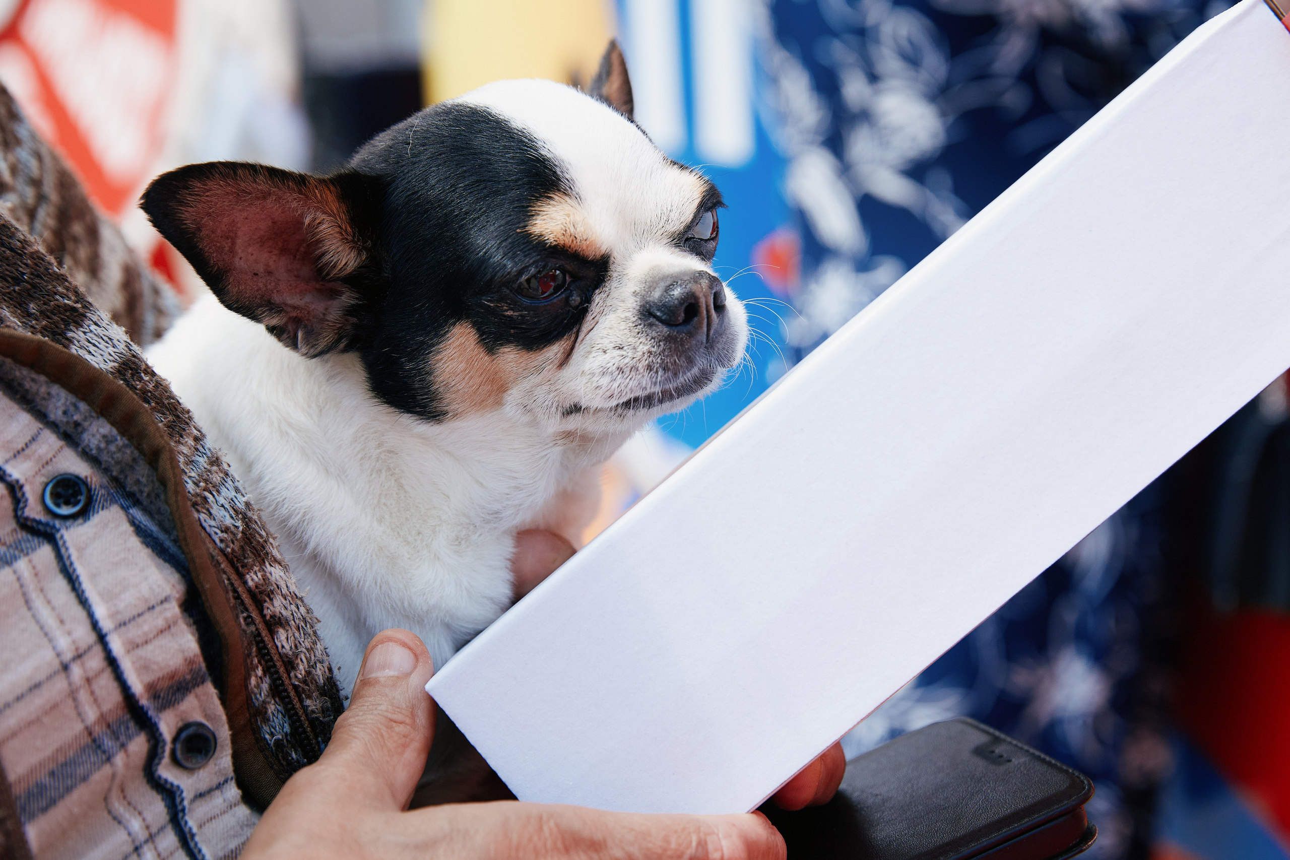 Альфа День в ТК Центр Города 14.05. Свадебный репортажный фотограф краснодар максим дремов дрёмов фотосессия студия цена