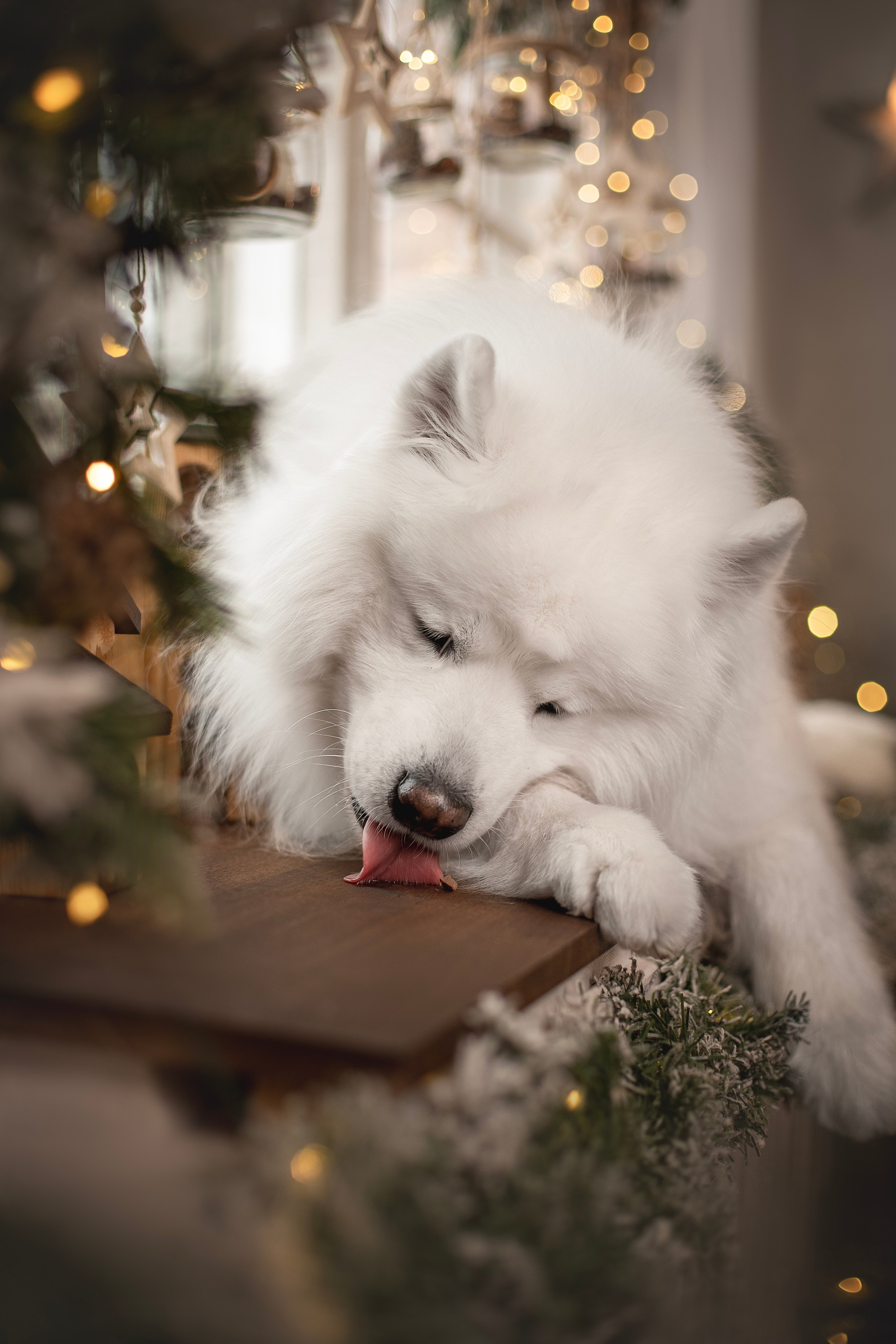 Пушистые самоедские драконы в студии. Фотограф анималист в Москве Майорова Евгения