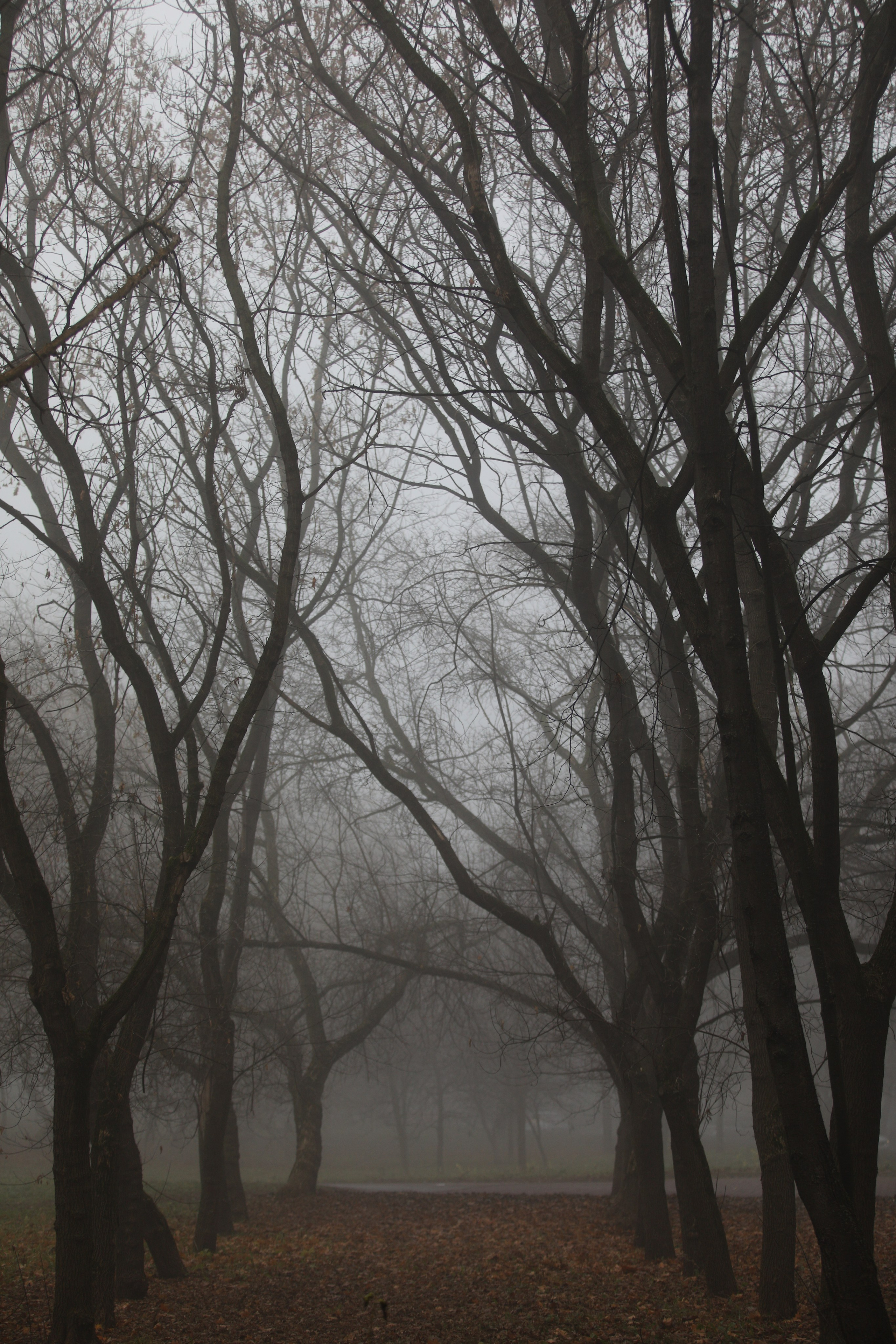 Осень, туман, сквер по Олонецкому проезду, Москва