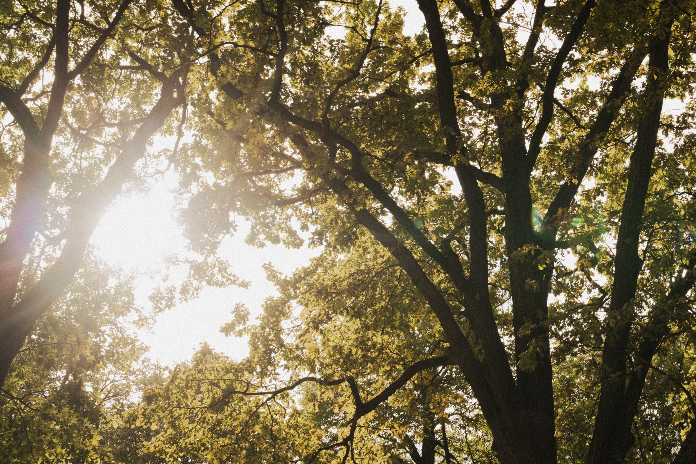 К ♡ Е — Под кроной вечности (Усадьба Остафьево). Свадебный и портретный фотограф в Москве, Светлана Янковая