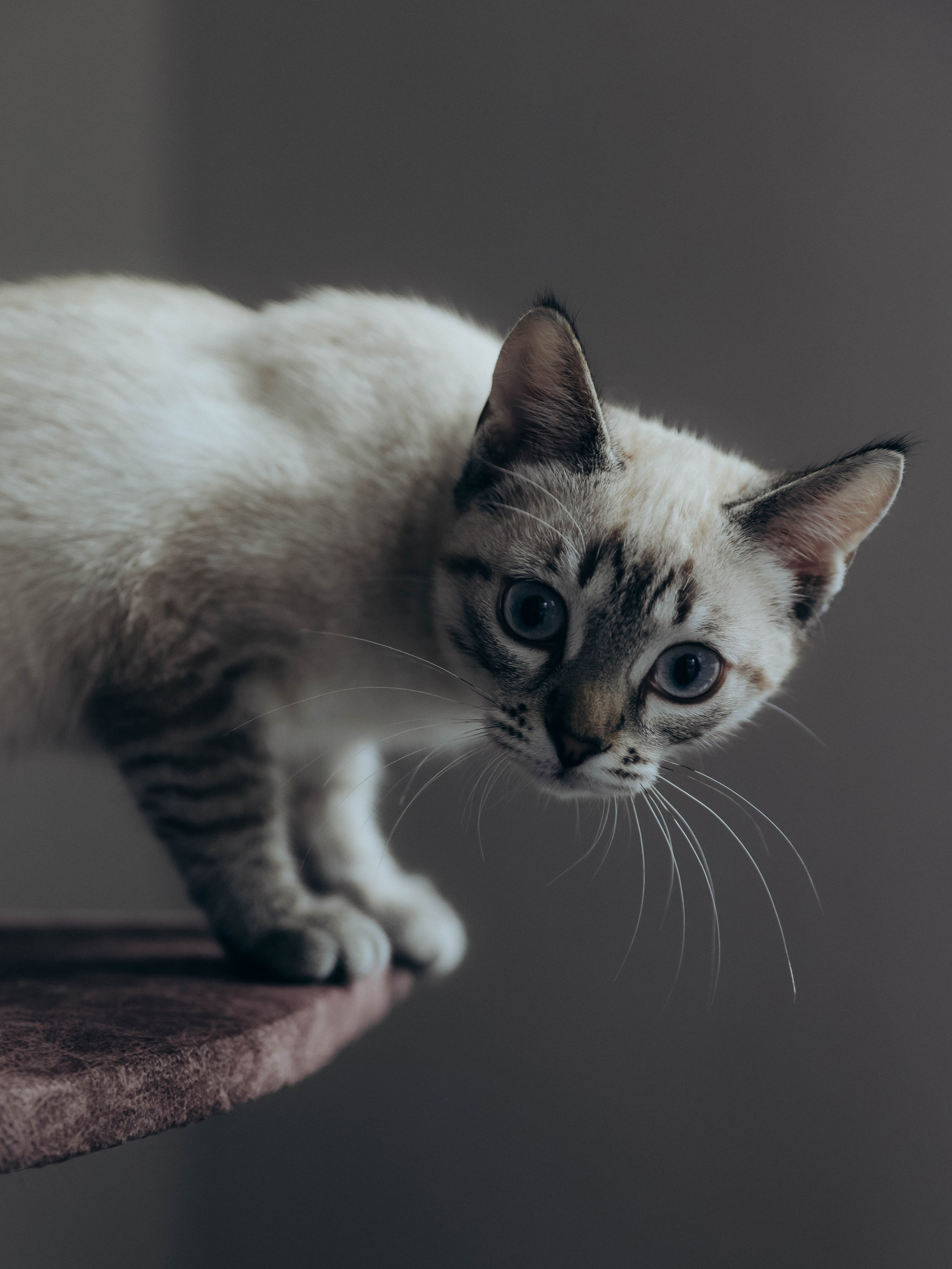 Любовь и котики. Мультифотограф Динара Ахмедзянова