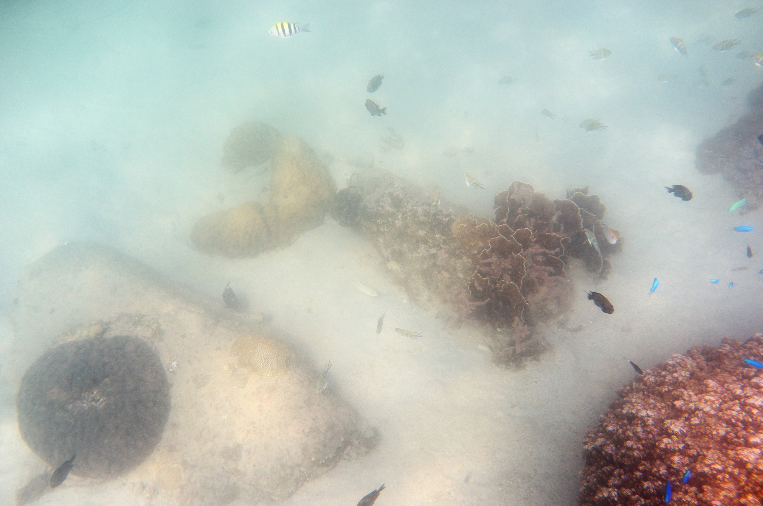 Под водой. Миша Печёнкин | фотография