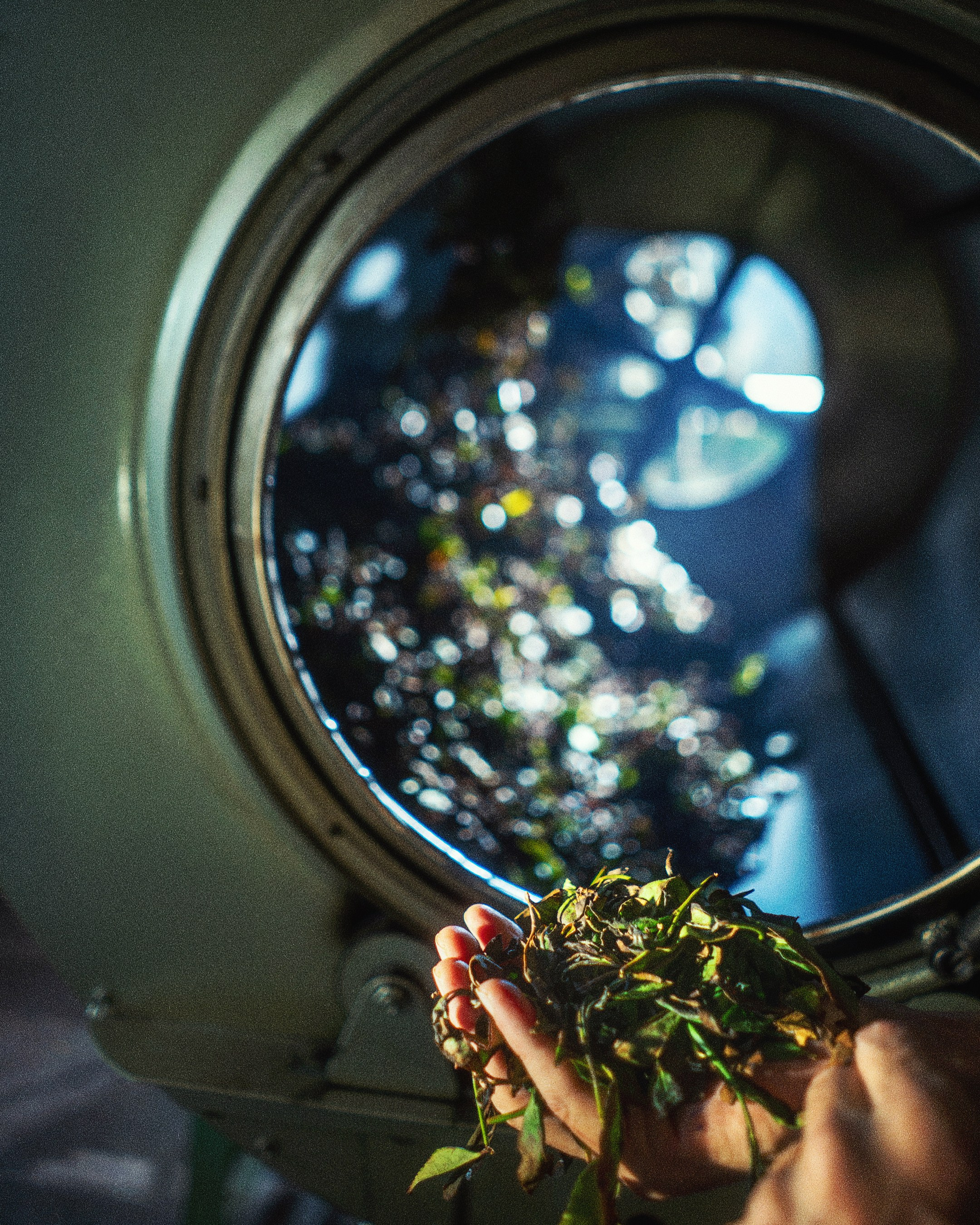 Tea production Moychay, Guria. Андрей Фадеев фото видео Тбилиси