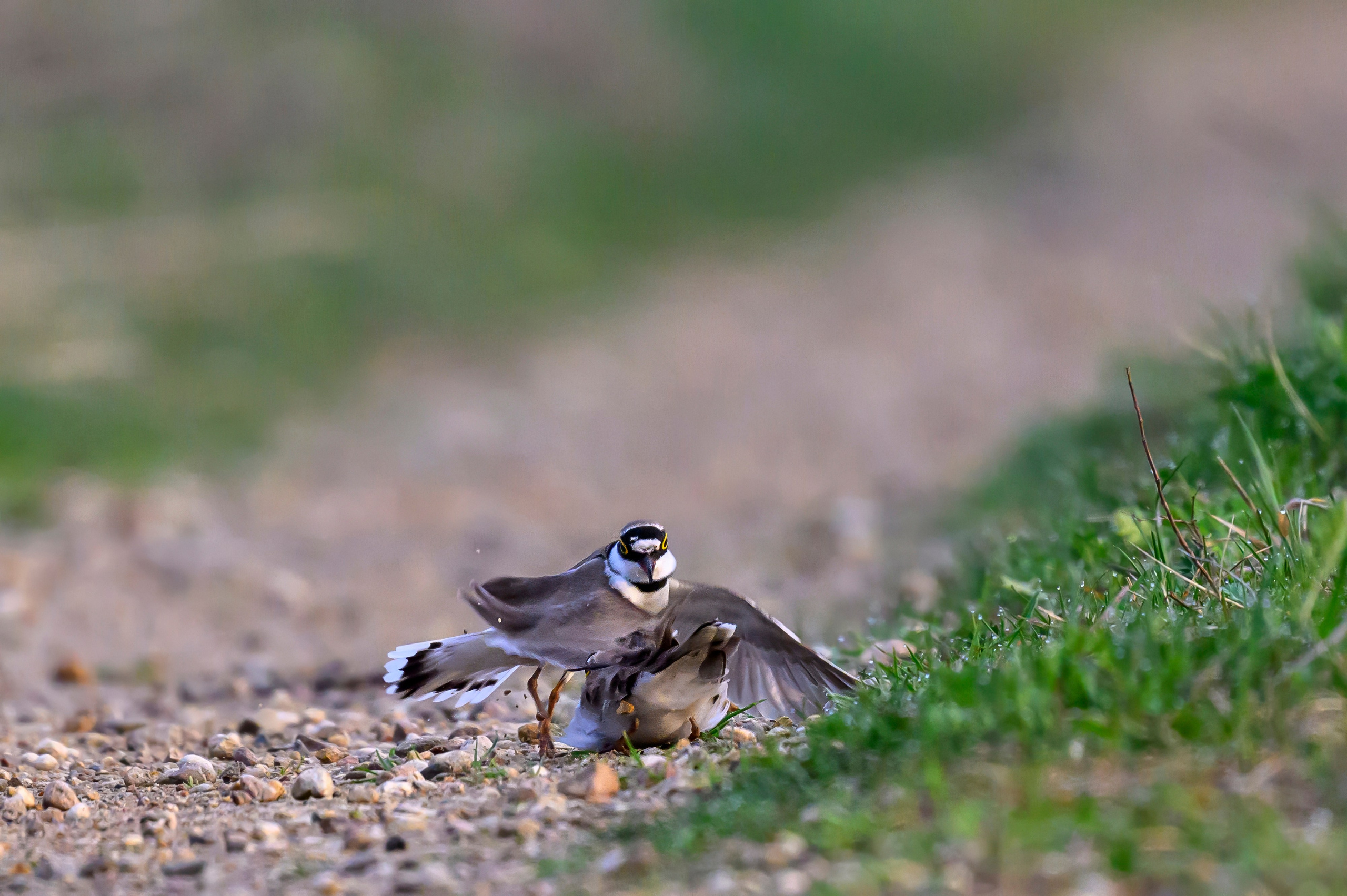 Малый зуек. Wildlife photography by Sergey Puponin