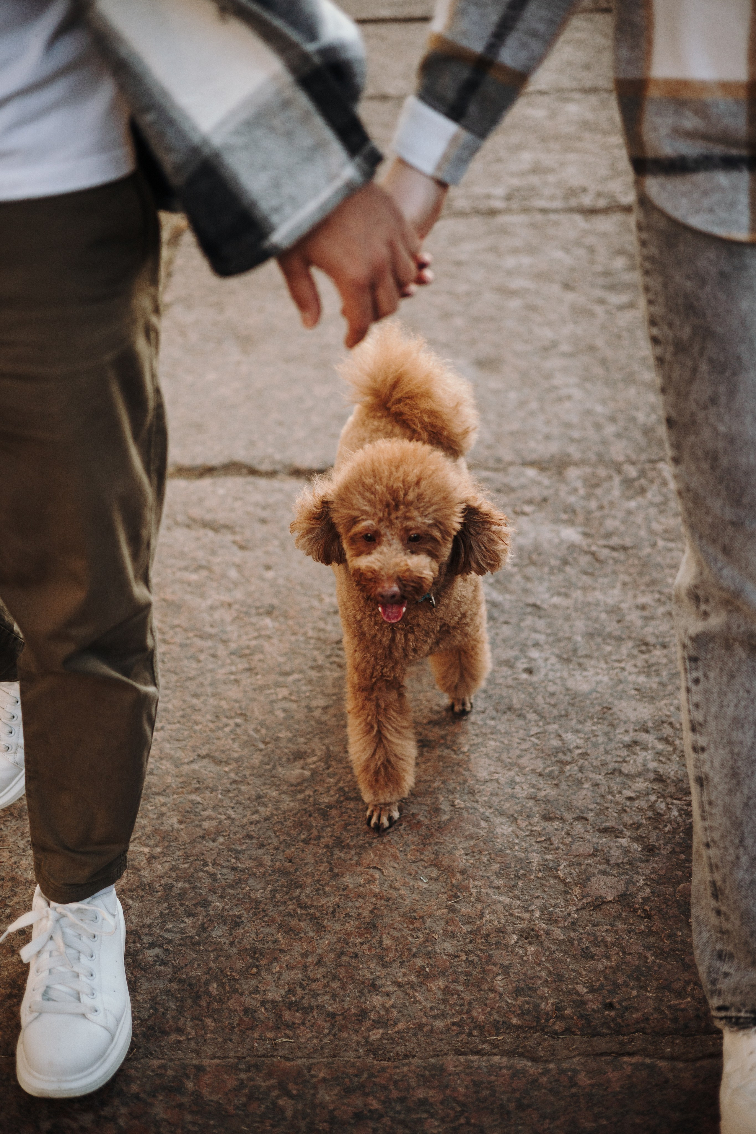 Барни и его семья. Фотограф — Анималист | Санкт-Петербург