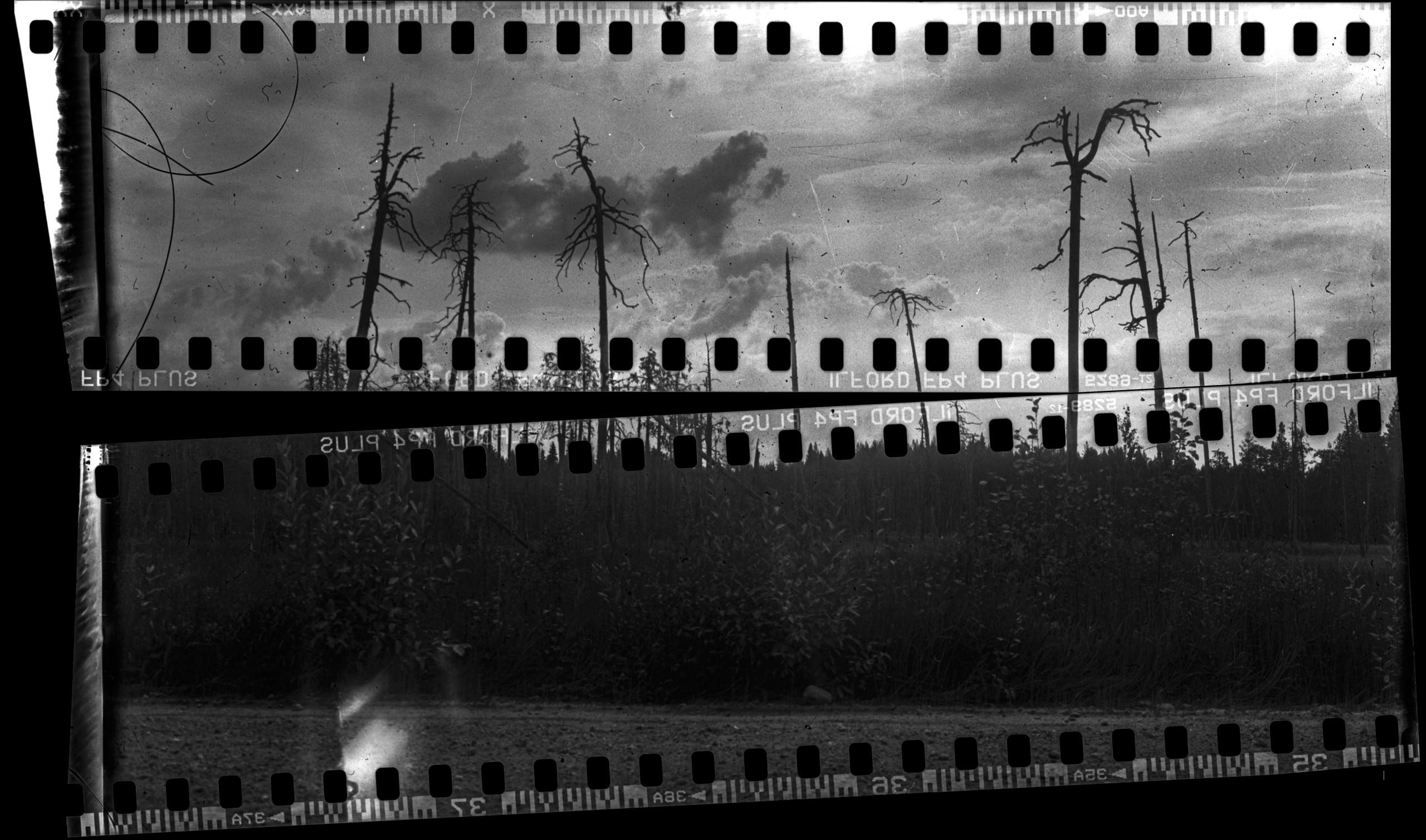 Ilford FP4