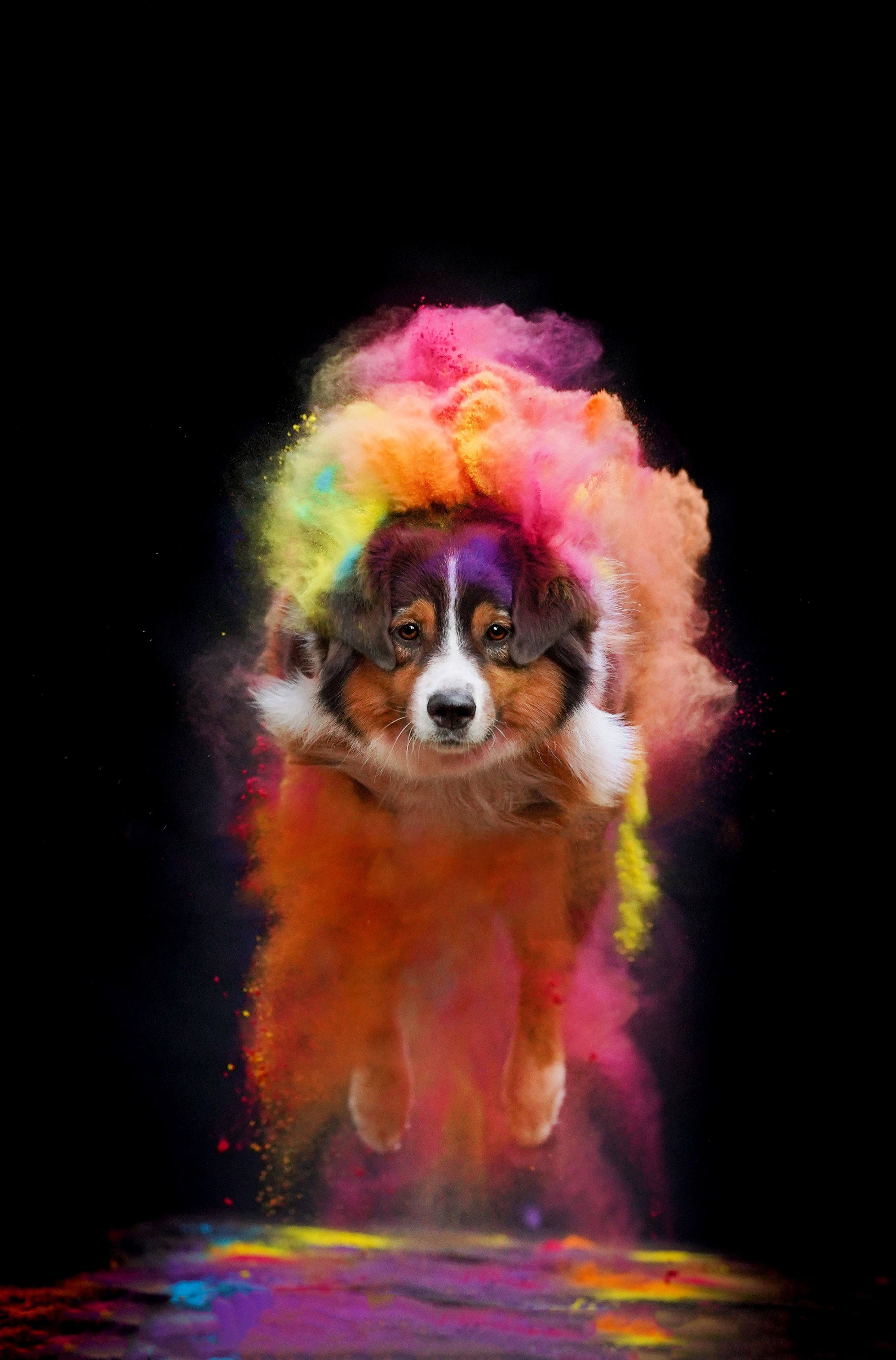 Съемка с красками холли. Фотограф-анималист в Санкт-Петербурге Яна Мартынова