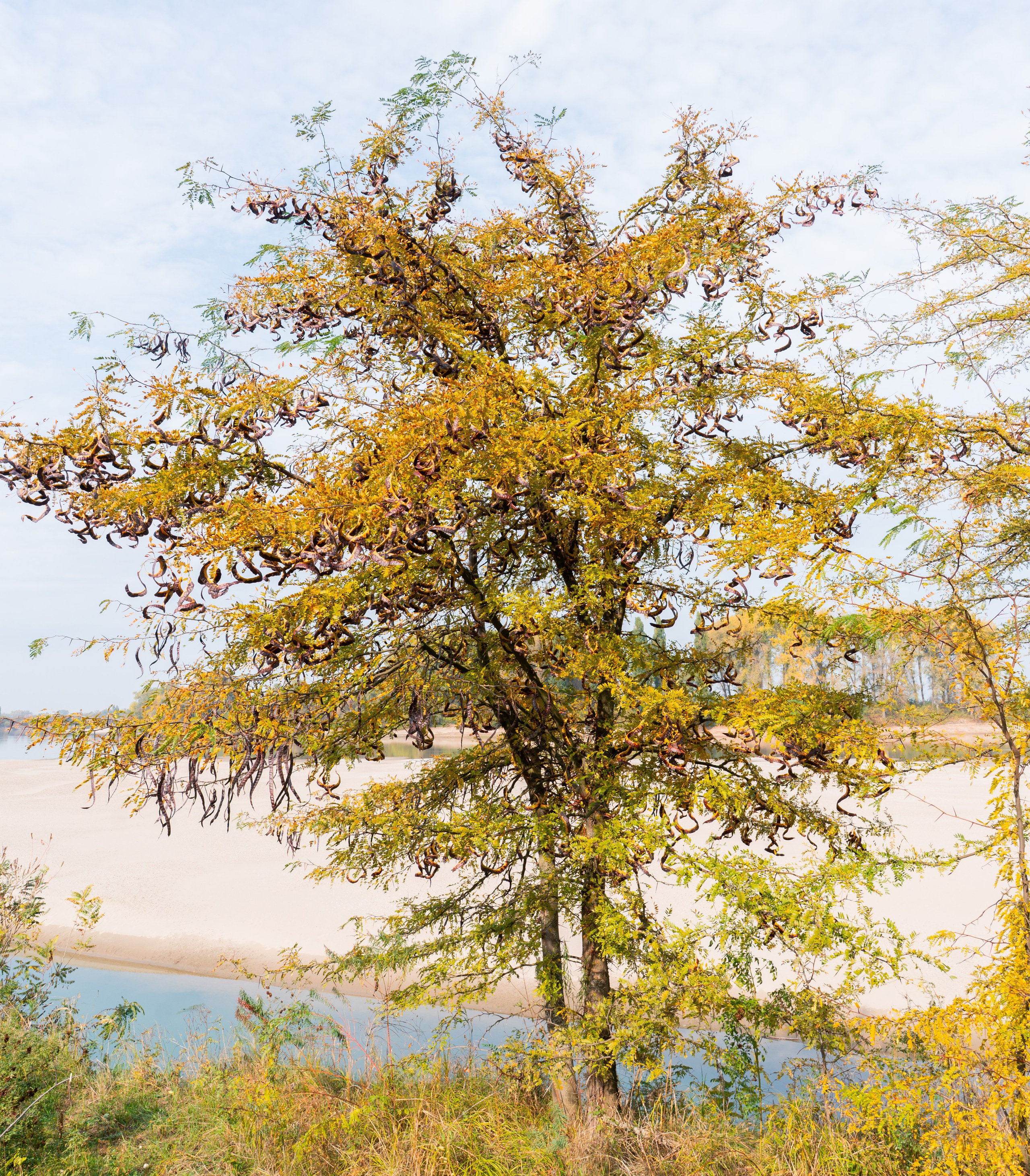 Адыгея, р.Кубань. 35 мм