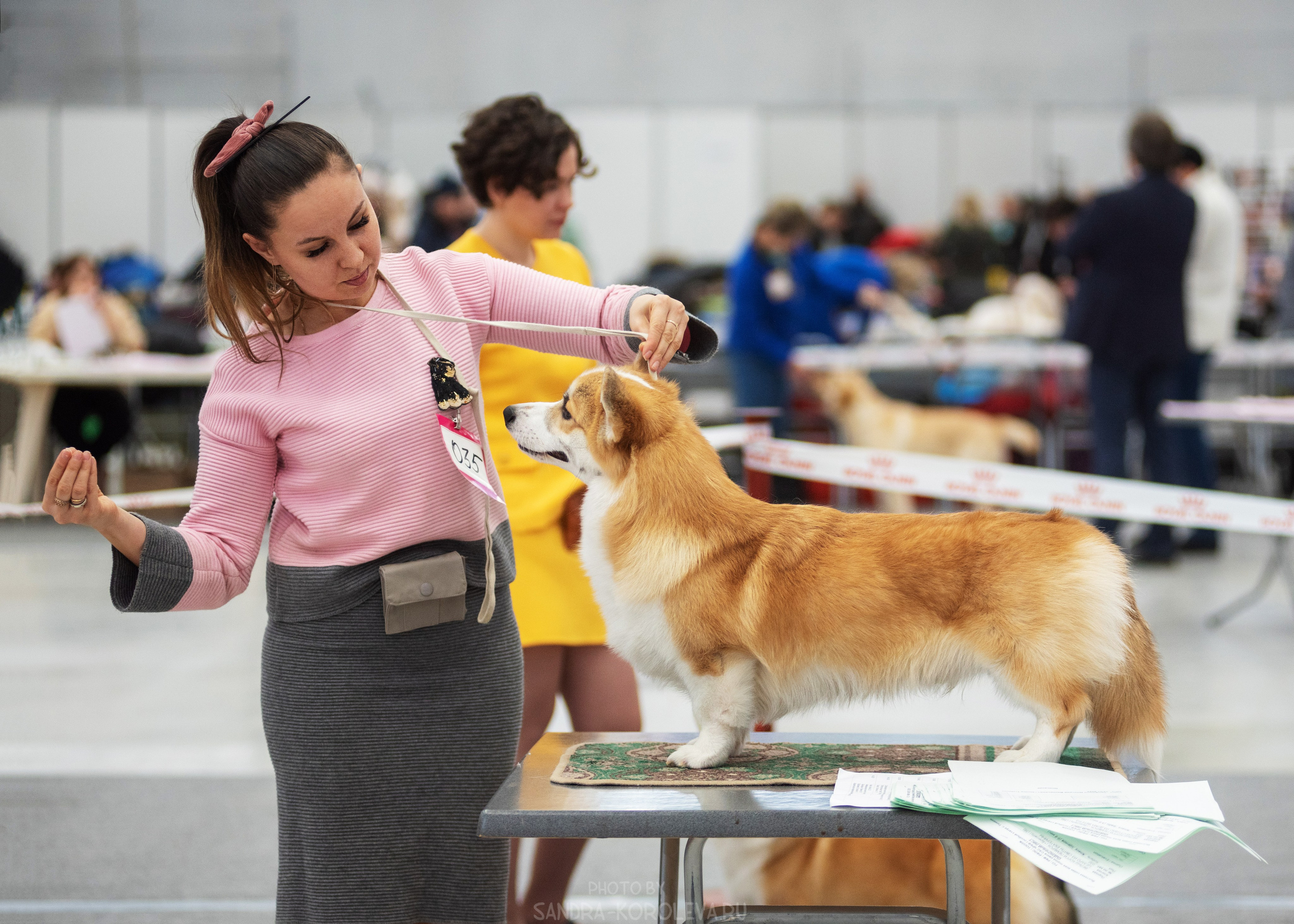 Выставка собак тюмень 14.01.2023. Дог-фотограф в Тюмени Александра Королева