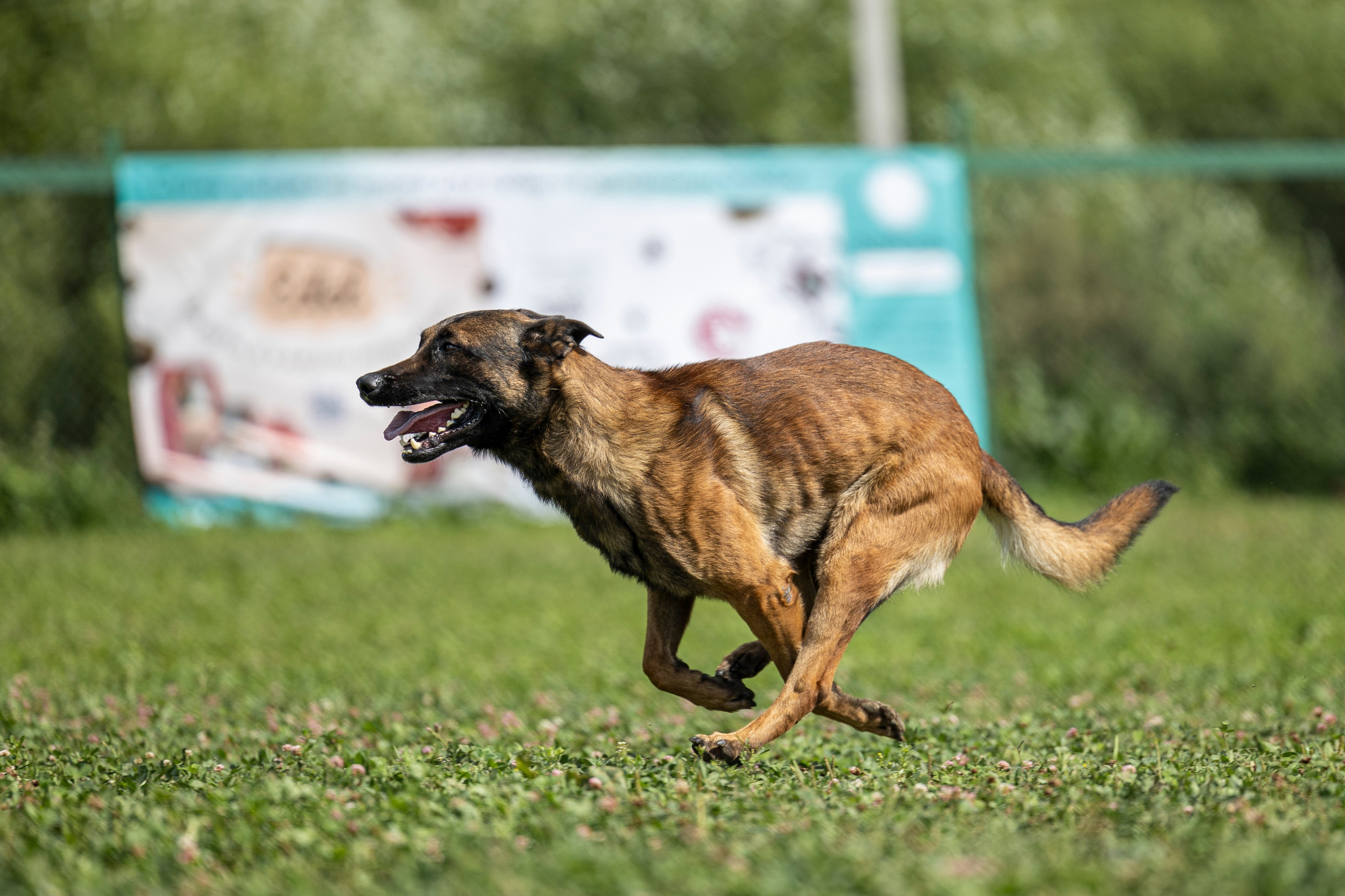 Соревнования по Мондьорингу г. Вологда 10-11.08.2024. Фотограф-анималист Анна Маринич