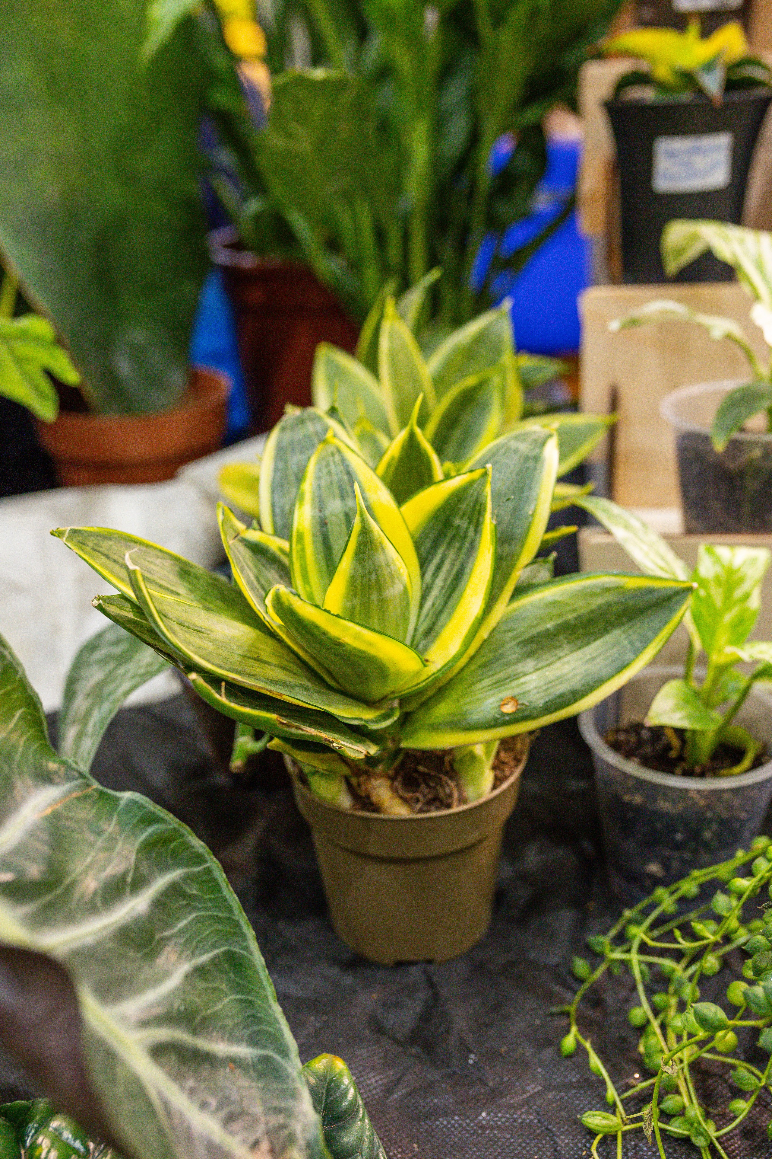 Монстериум 11–12 октября. Александра Куликова фотограф, Москва