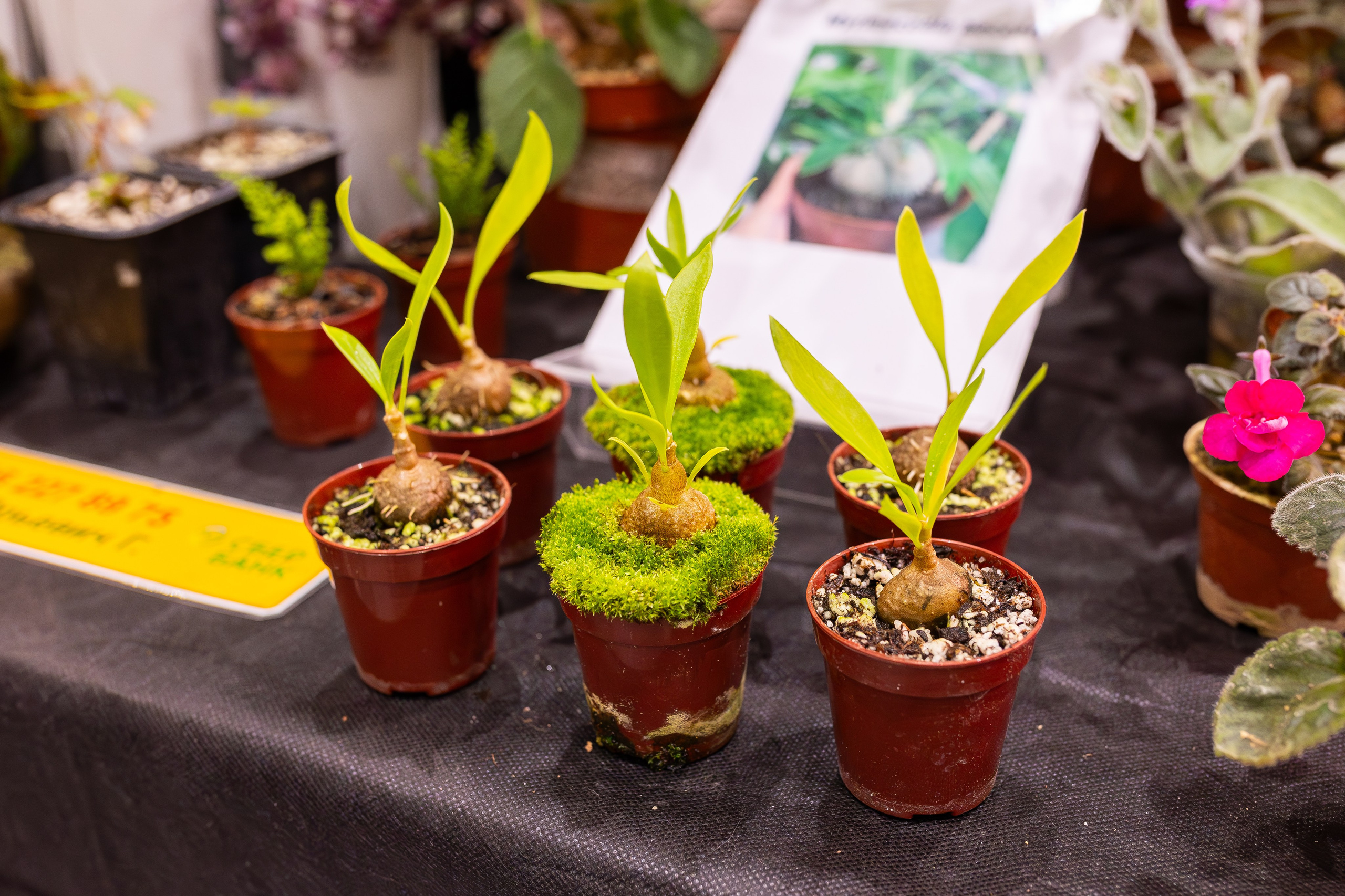 Монстериум 11–12 октября. Александра Куликова фотограф, Москва