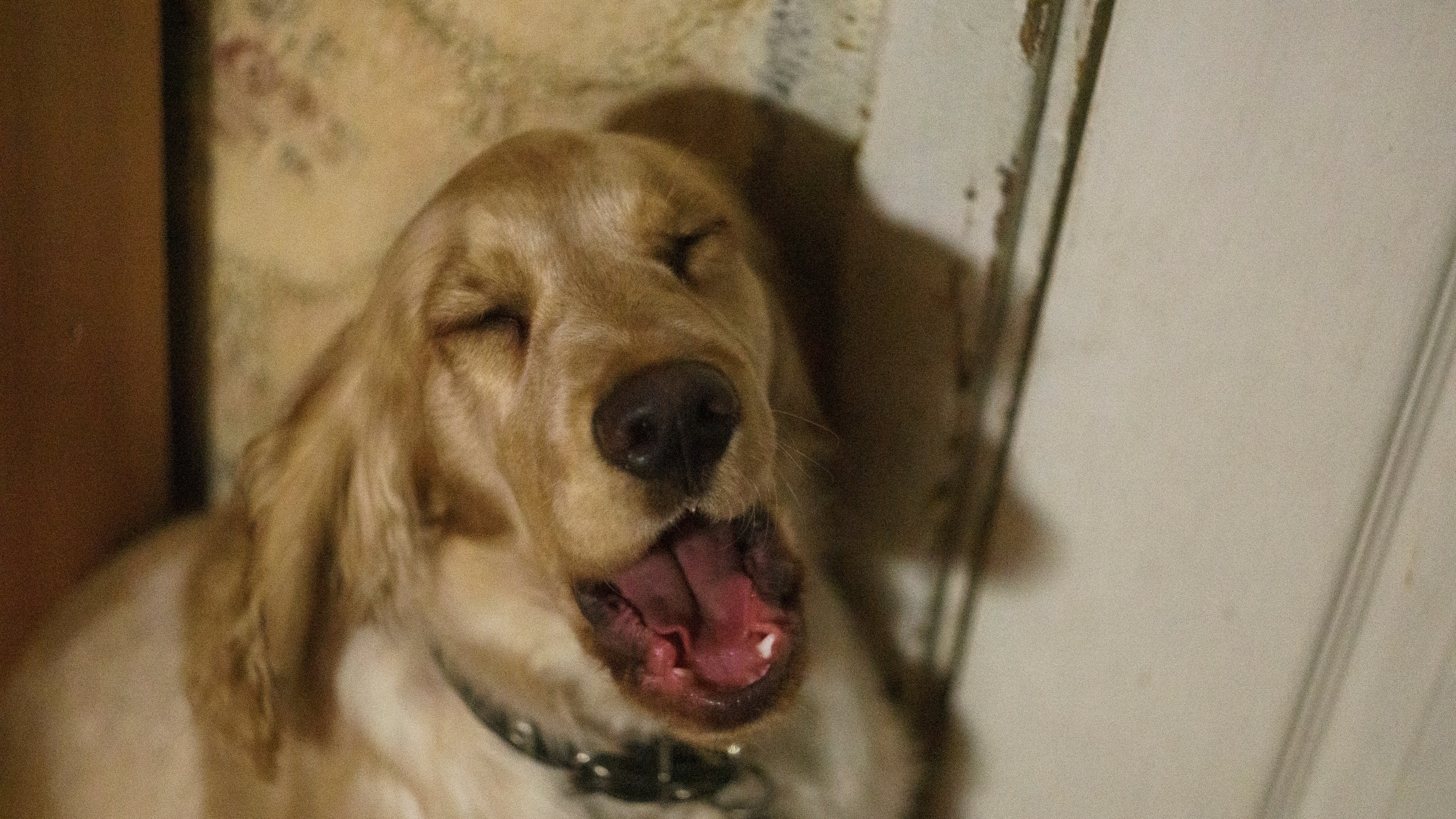 Лютик. Фотограф в Кстово и Нижнем Новгороде KOLOSOK