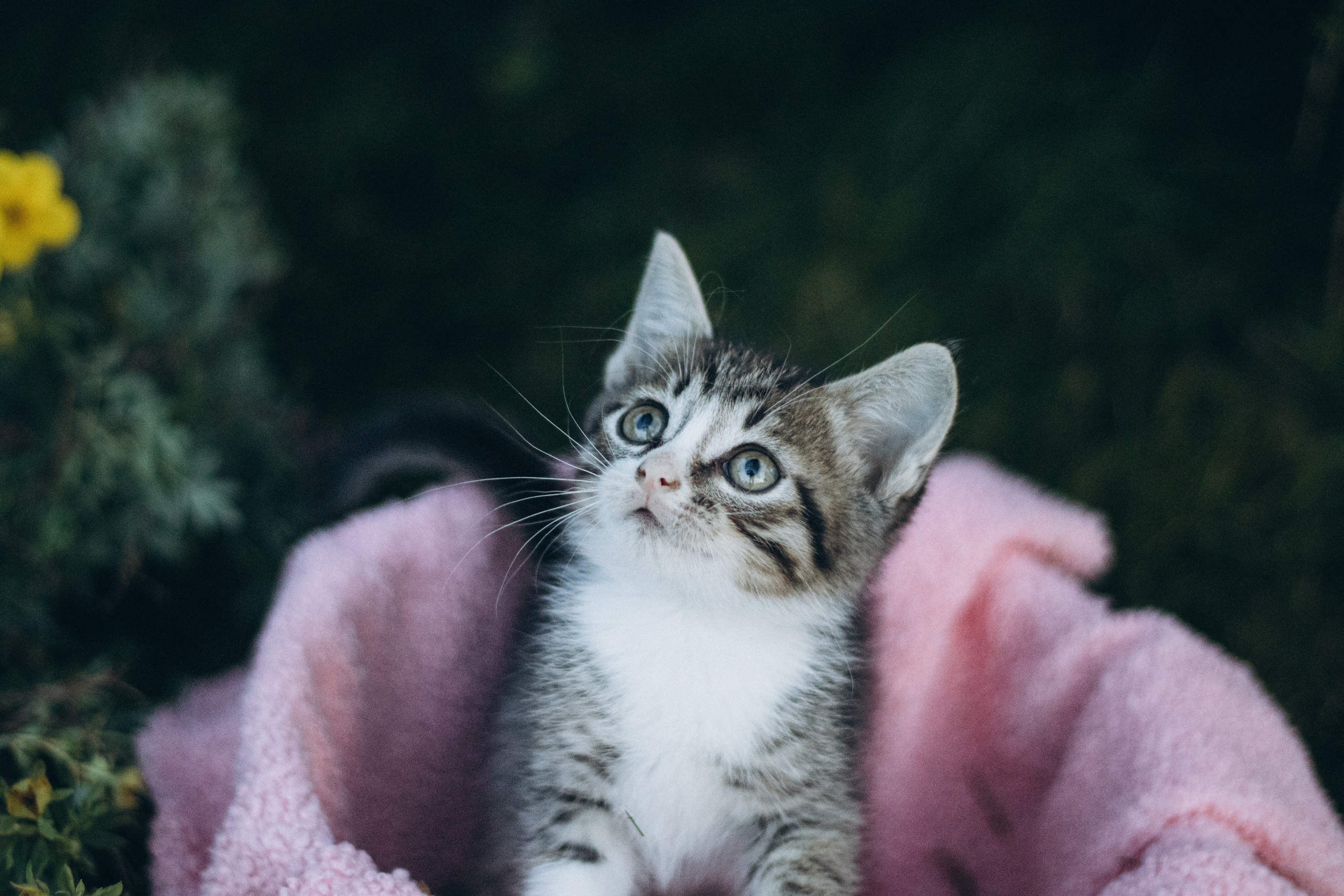 Котики на пиар. Фотограф в Москве (анималистика, коммерция, репортаж, спорт)