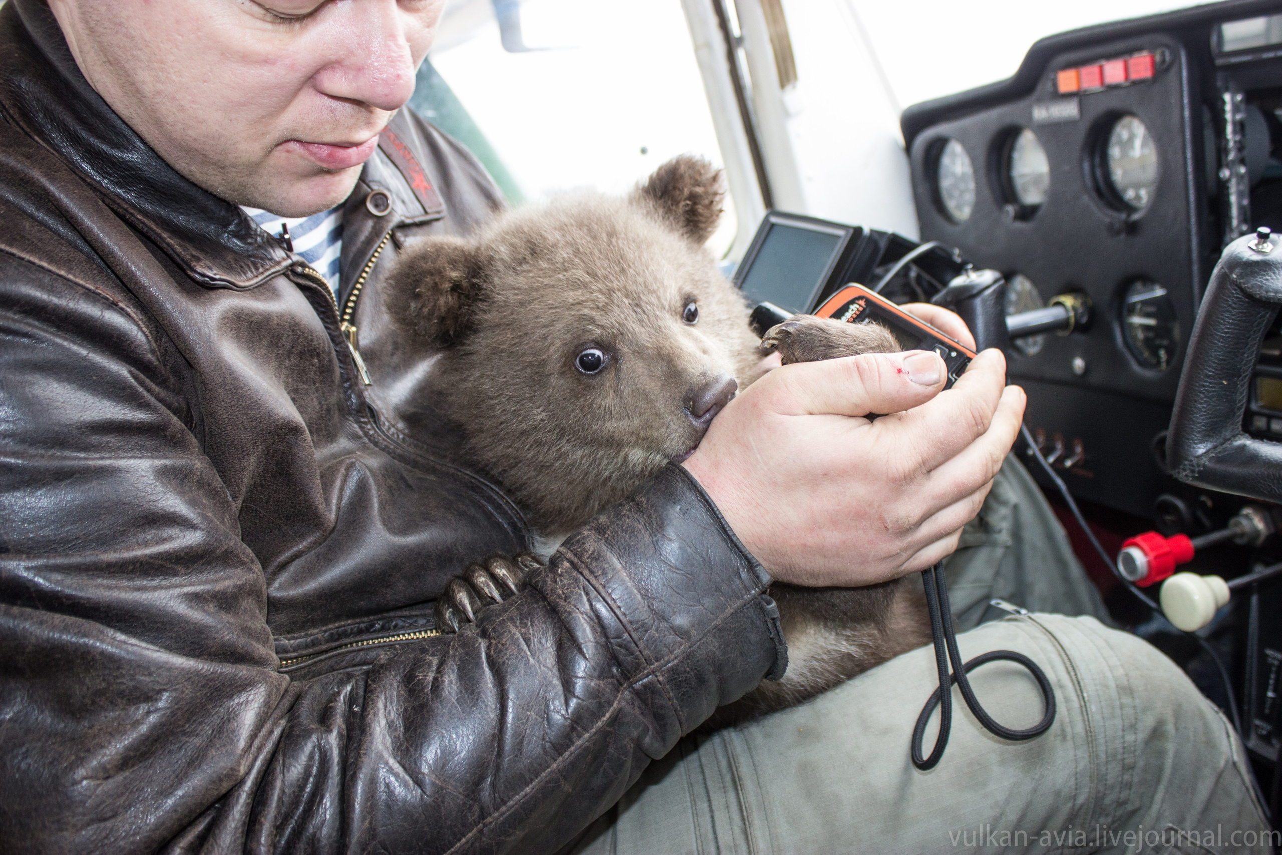 Медведь Мансур. Фотоальбом показывающий увлекательный мир авиации и мир медведей Андрея Иванова