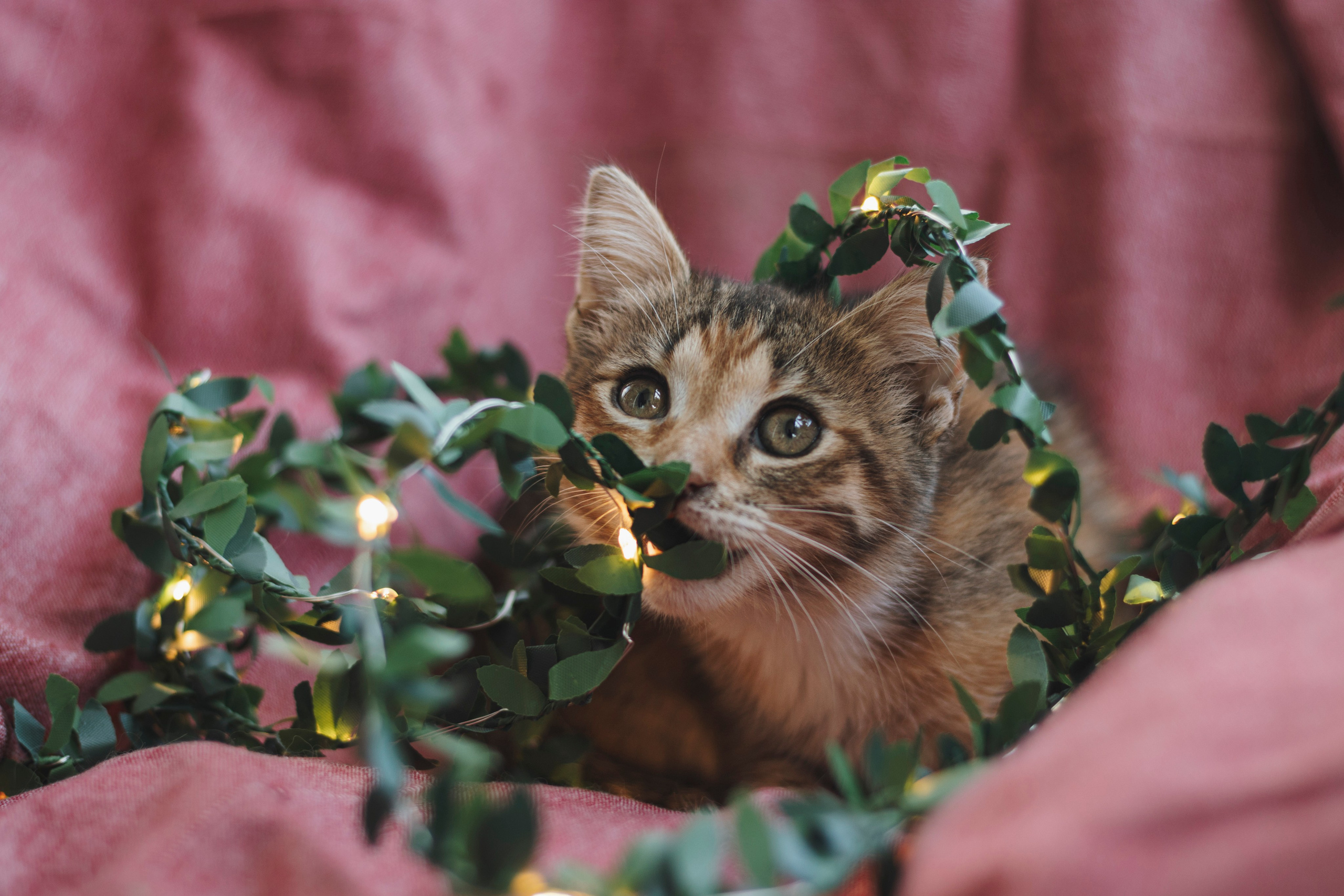 Котики. Фотограф в Москве (анималистика, коммерция, репортаж, спорт)