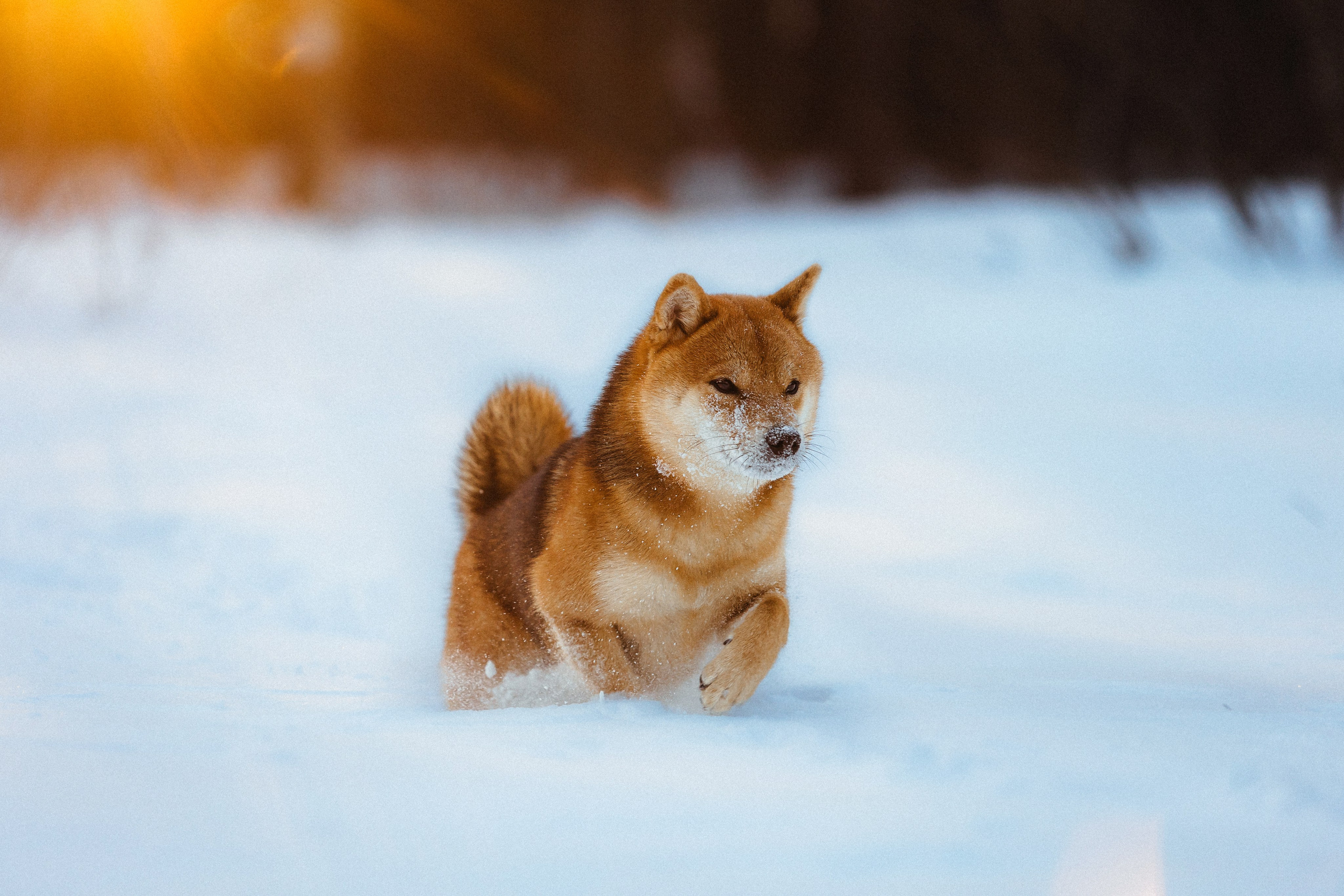 Шед, Цири и Ира