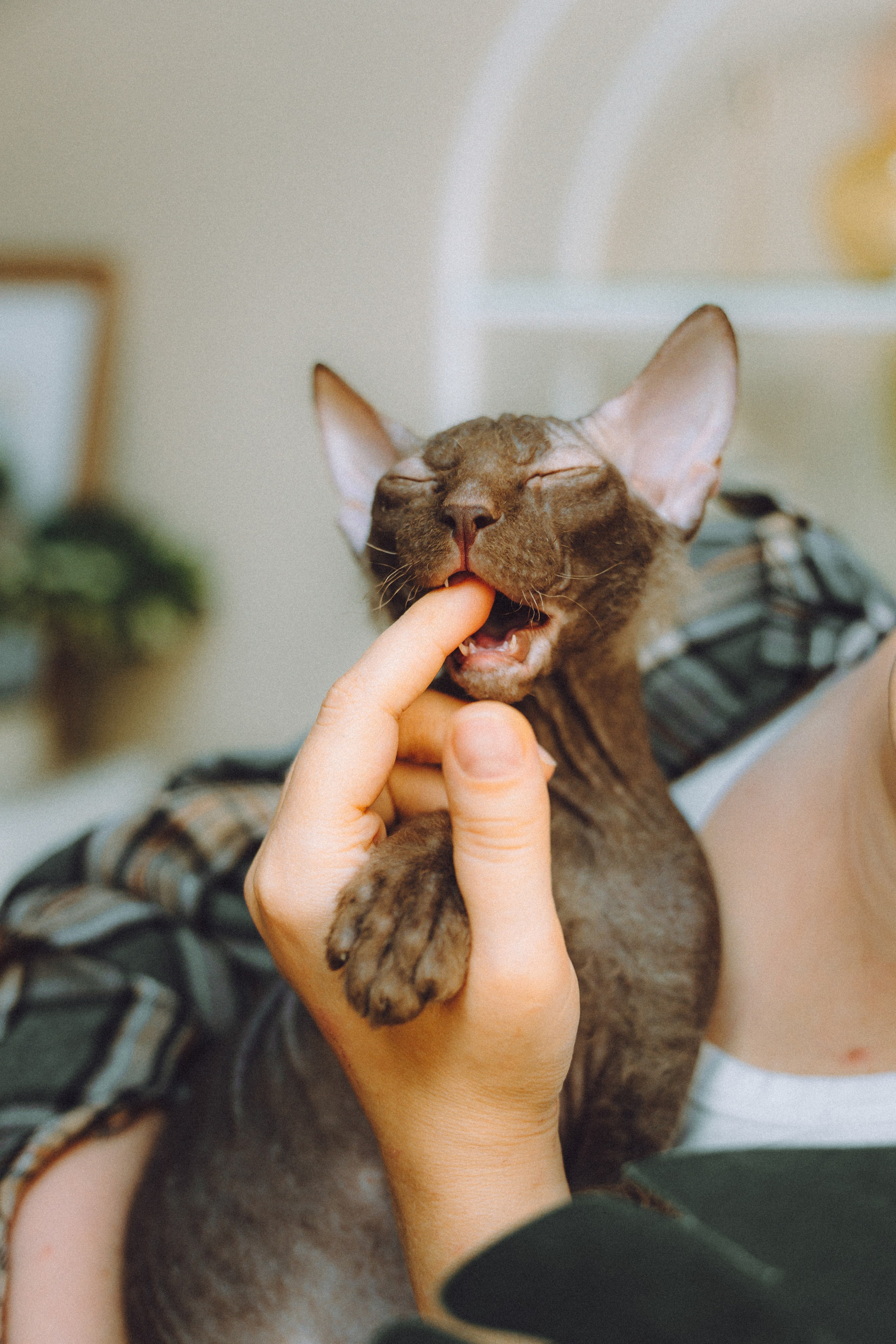 Кокос, Света, Динара и Вилли