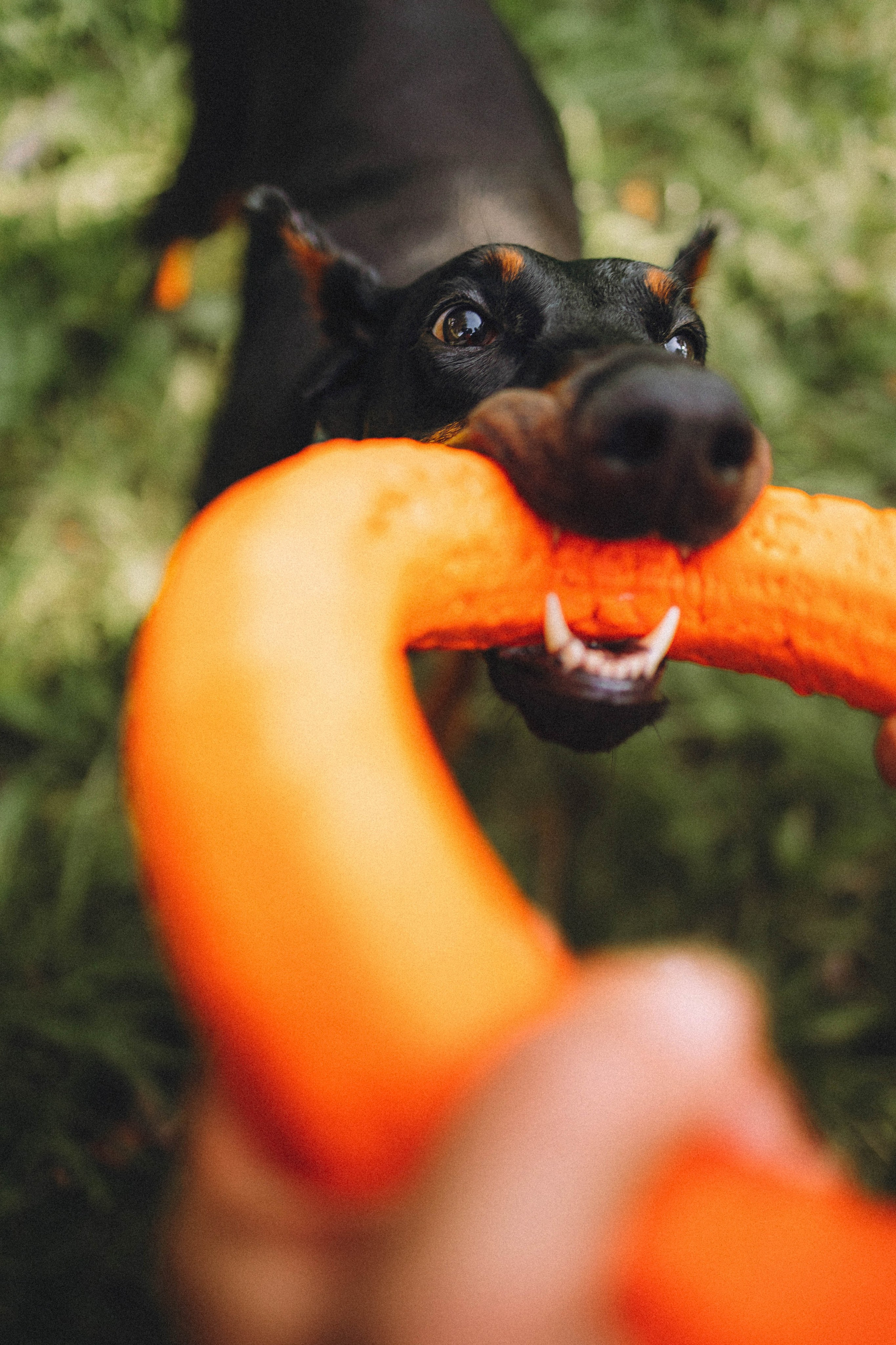 Паша и Хайди