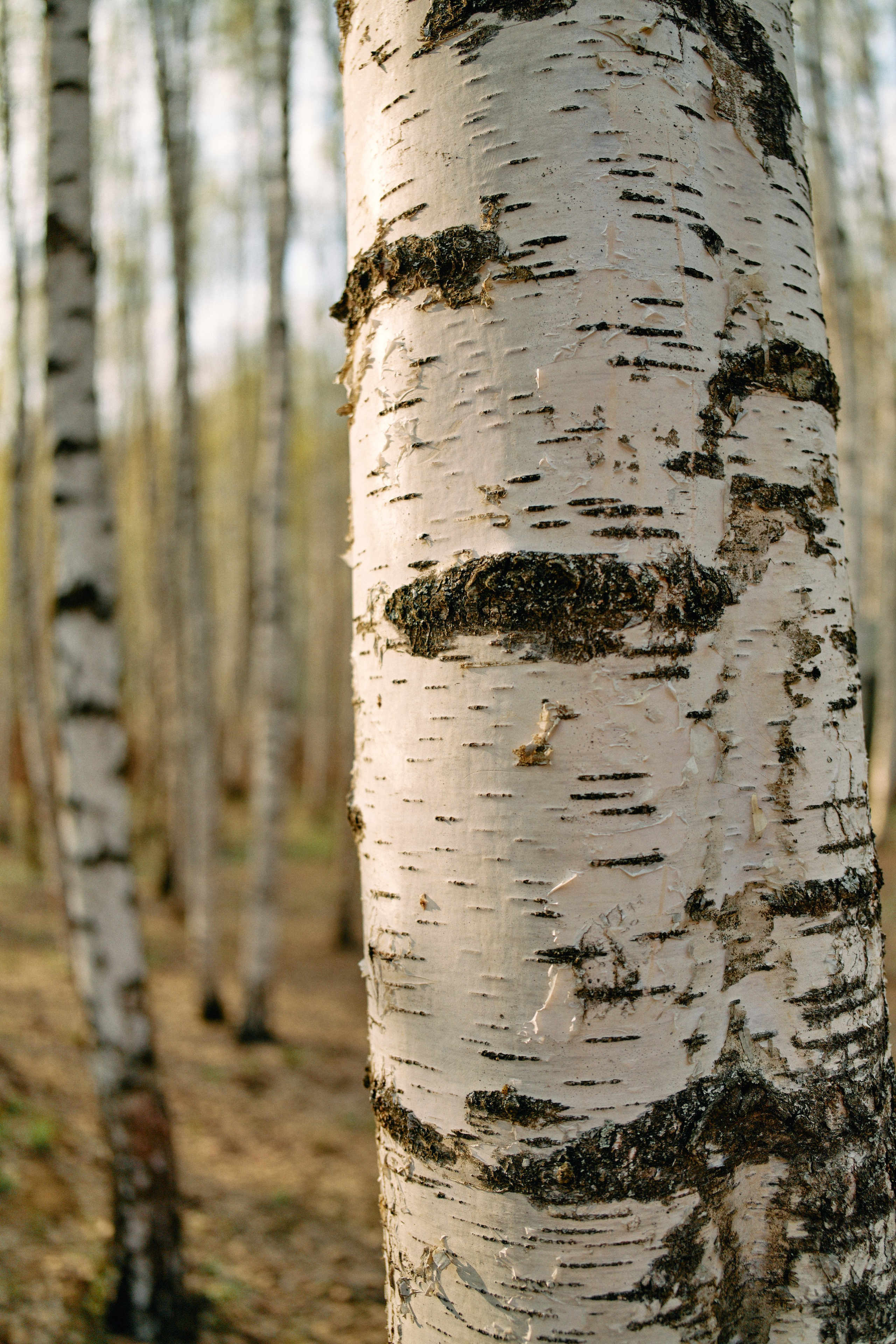 Бутик-отель Поле летом. Профессиональный Фотограф во Владимире, в Москве и в Суздале — Полина Романычева