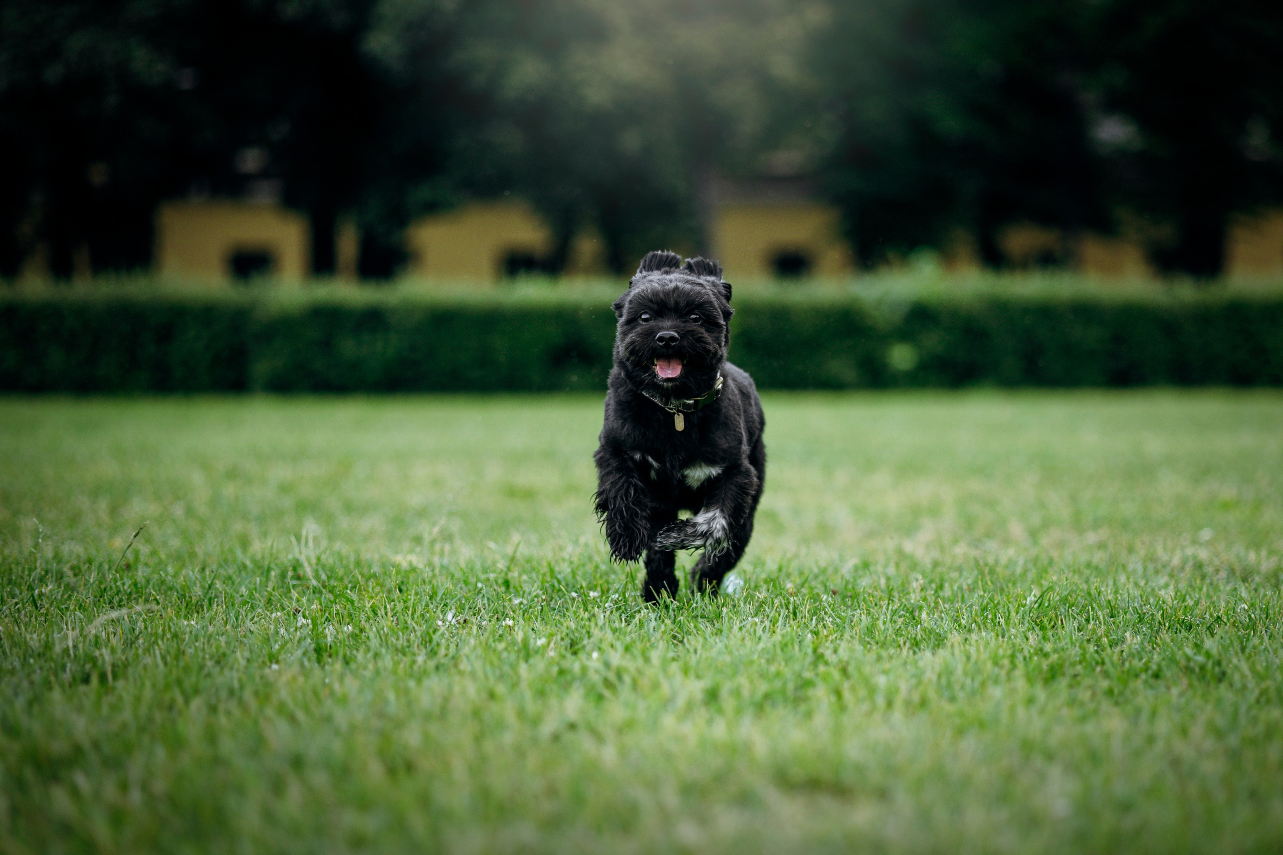Даша и Борис. Фотограф — Анималист | Санкт-Петербург