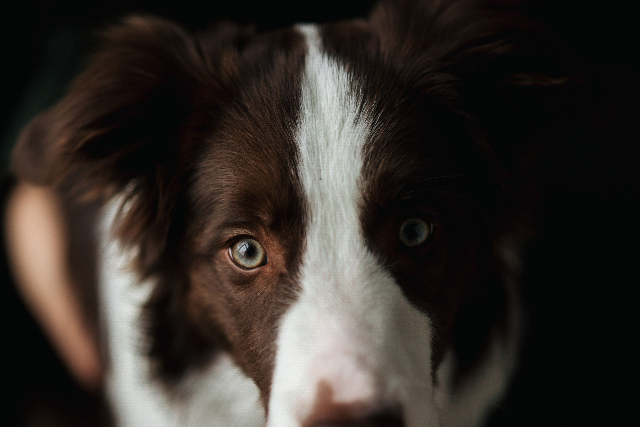 Настя и Симба. Фотограф — Анималист | Санкт-Петербург