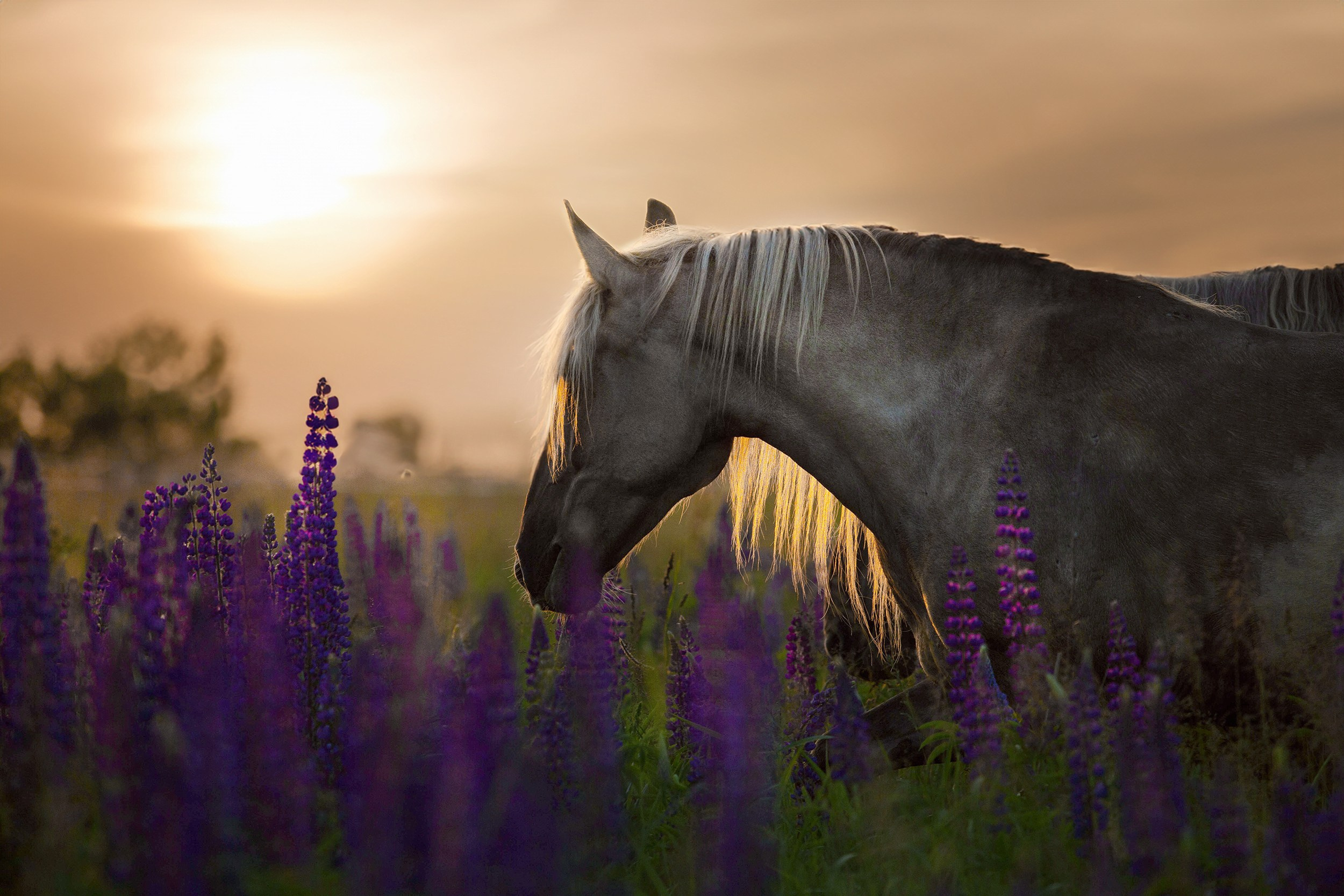 Лошади. Фотограф-анималист Юлия Удовенко