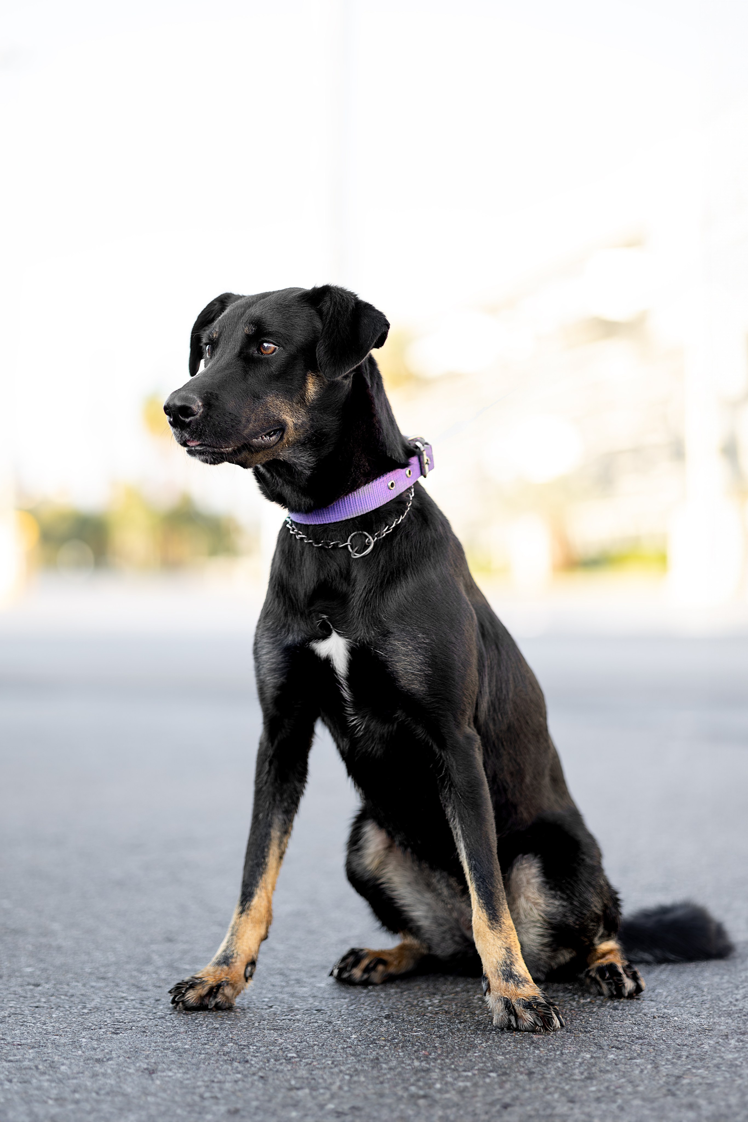 Кураторские питомцы Сириус. Ирина Голомб|Фотограф-анималист в  Сочи и Калининграде