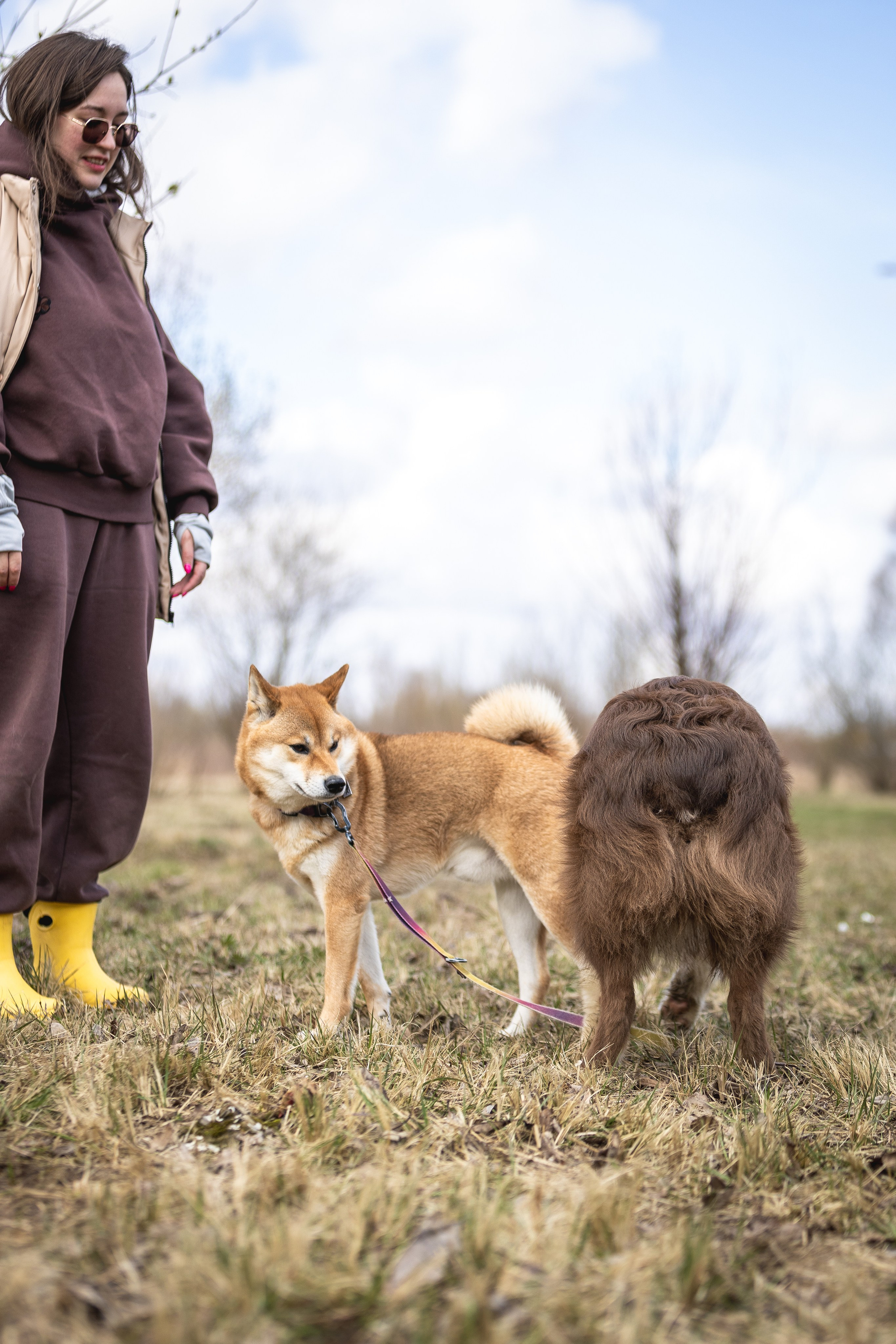 Догтуса 24.03.2024. Ирина Голомб|Фотограф-анималист в  Сочи и Калининграде