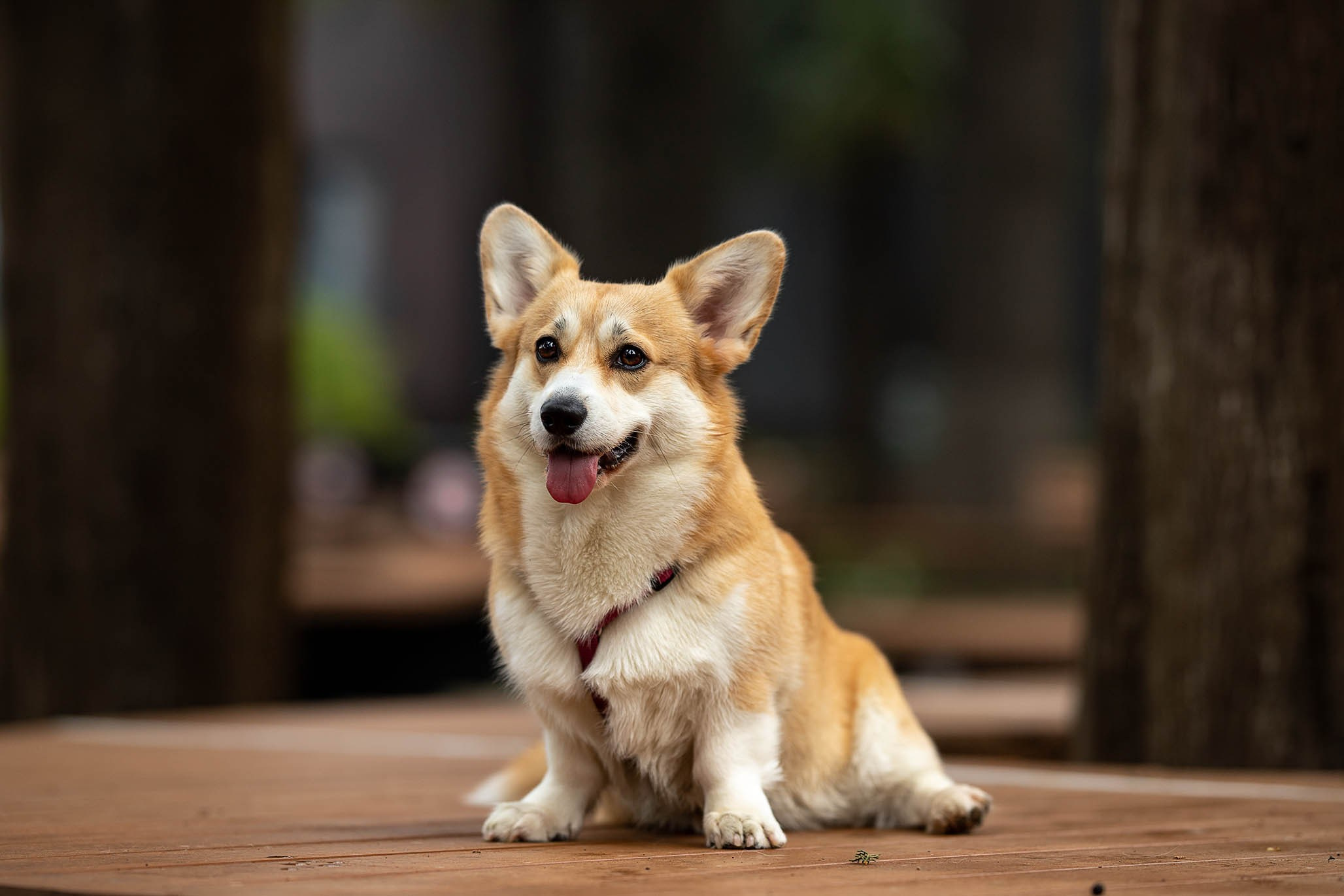 Лиса и Деви, корги. Ирина Голомб|Фотограф-анималист в  Сочи и Калининграде