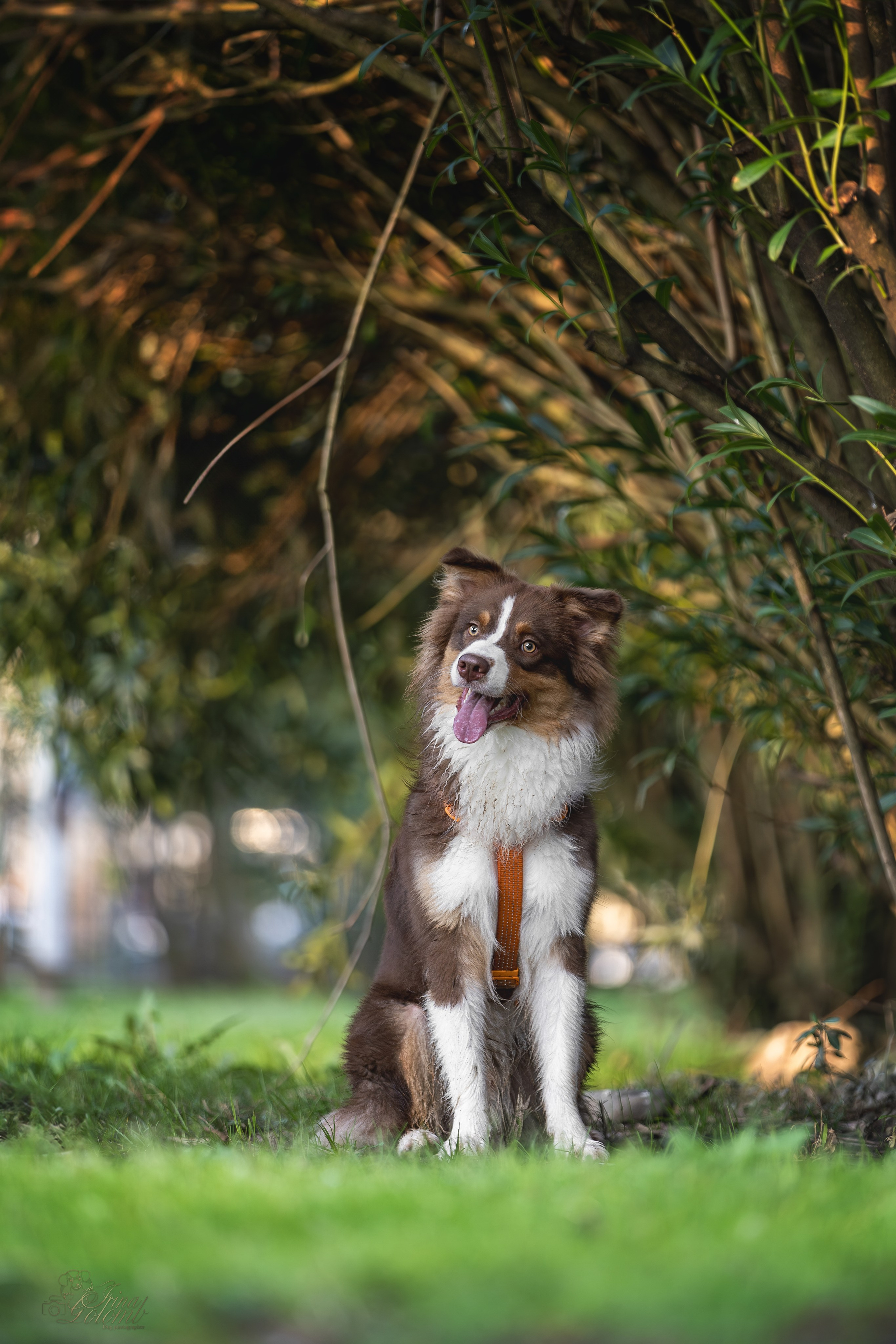 Бадди, Австралийская Овчарка. Ирина Голомб|Фотограф-анималист в  Сочи и Калининграде
