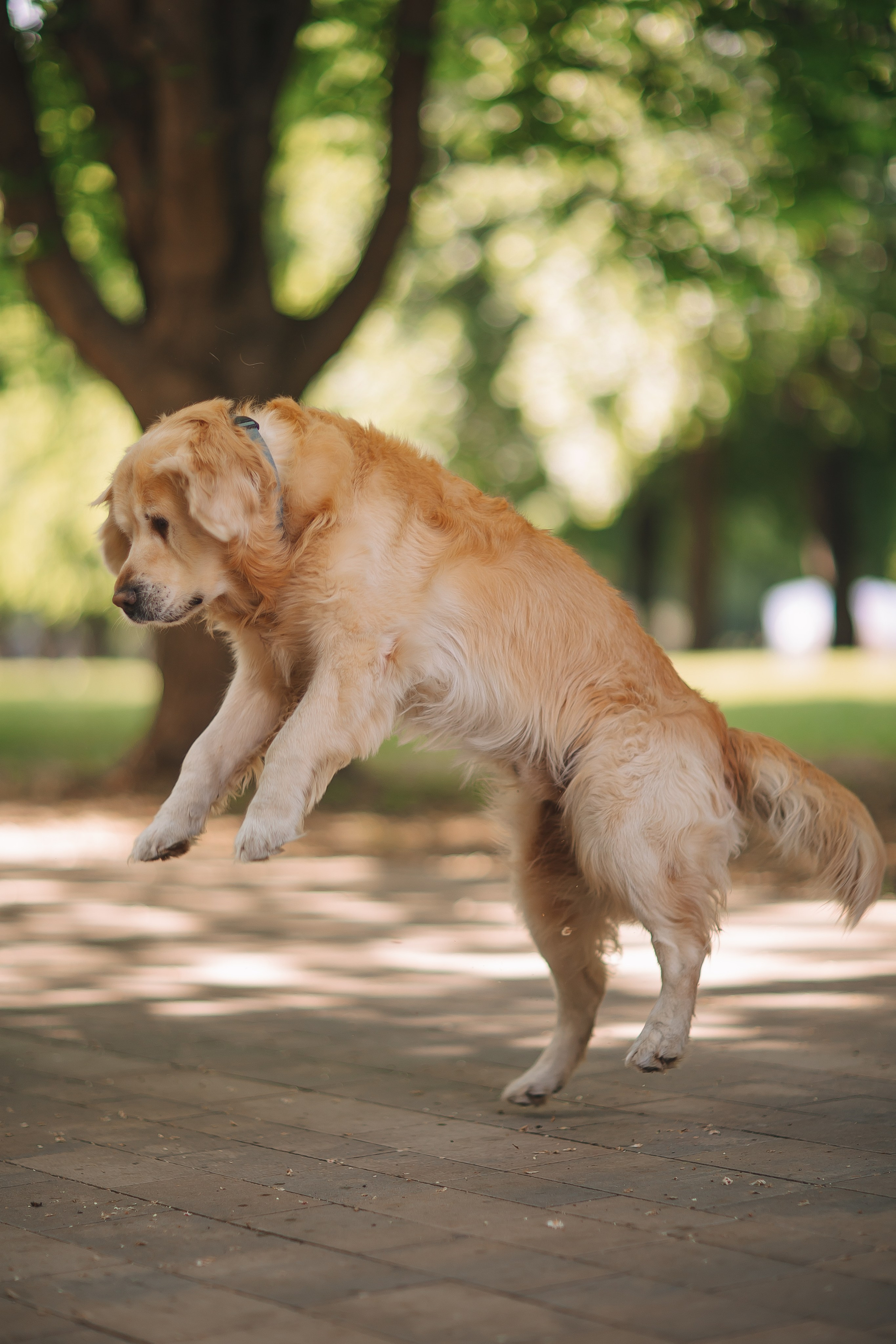 Золотистый ретривер Кант, Калининград. Свадебный и женский фотограф