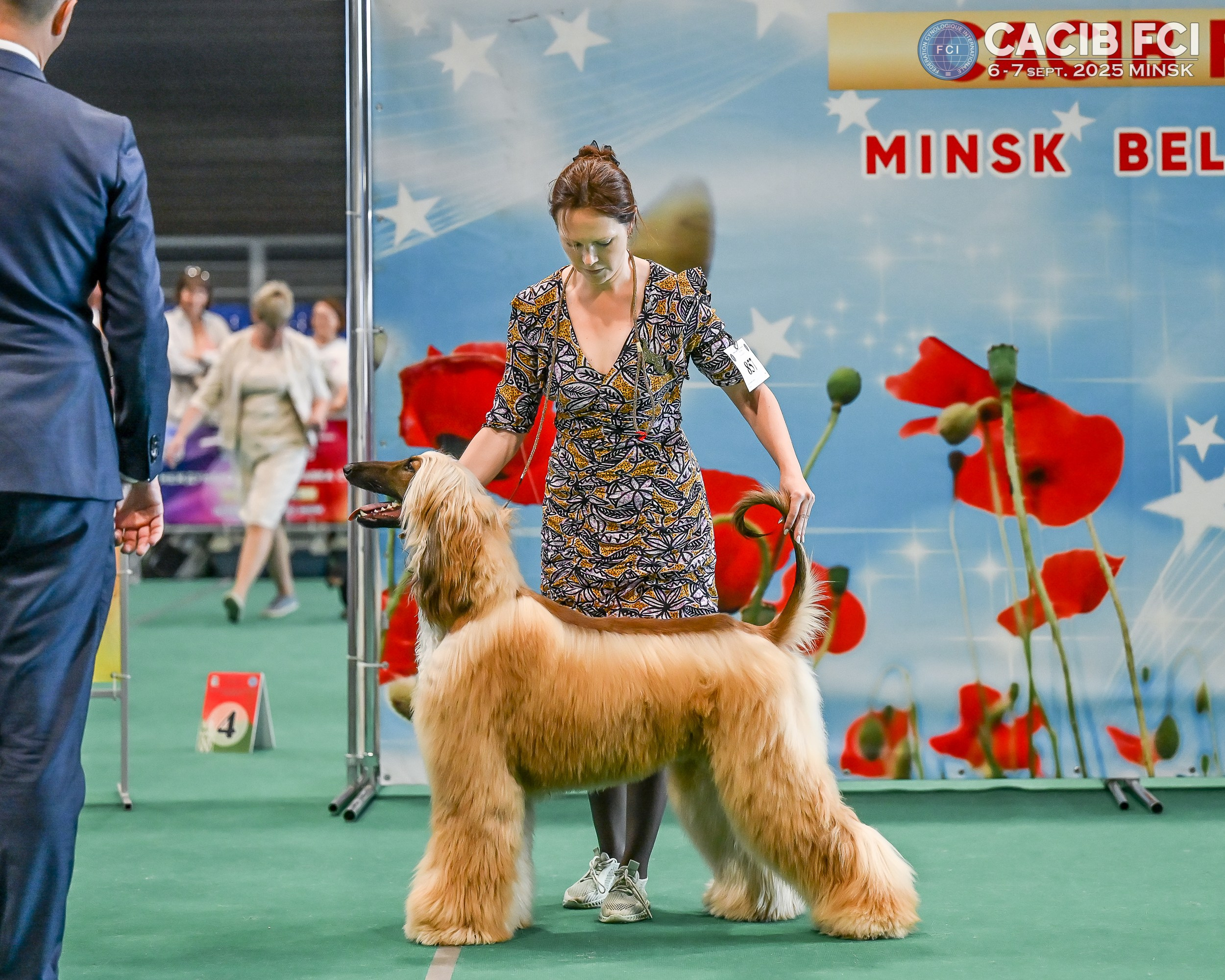 06-07.09.25 Международная выставка собак, Минск, CACIB, FCI. Галерея фотографий афганской борзой