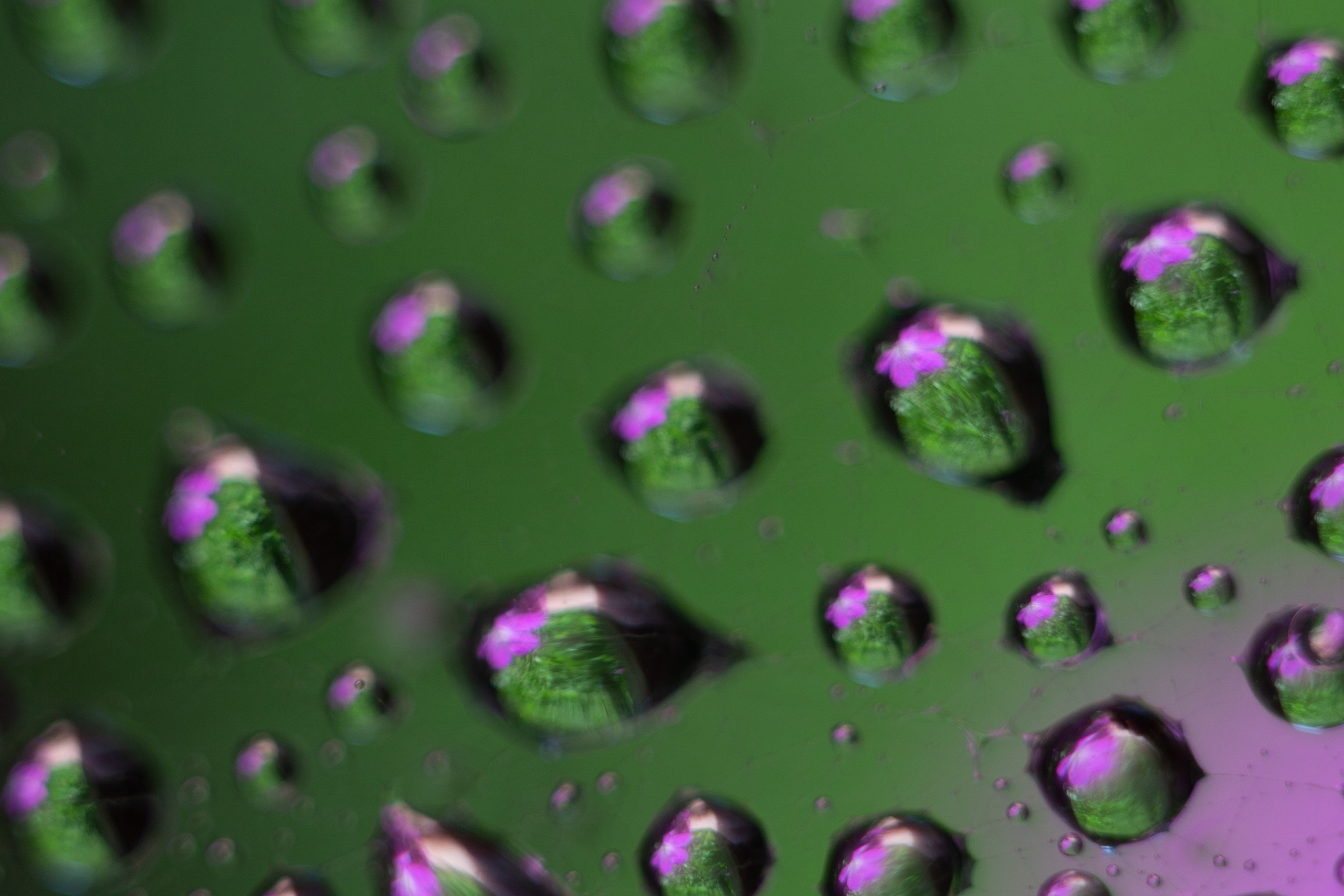 Макро. Фотограф Лагутин Анатолий