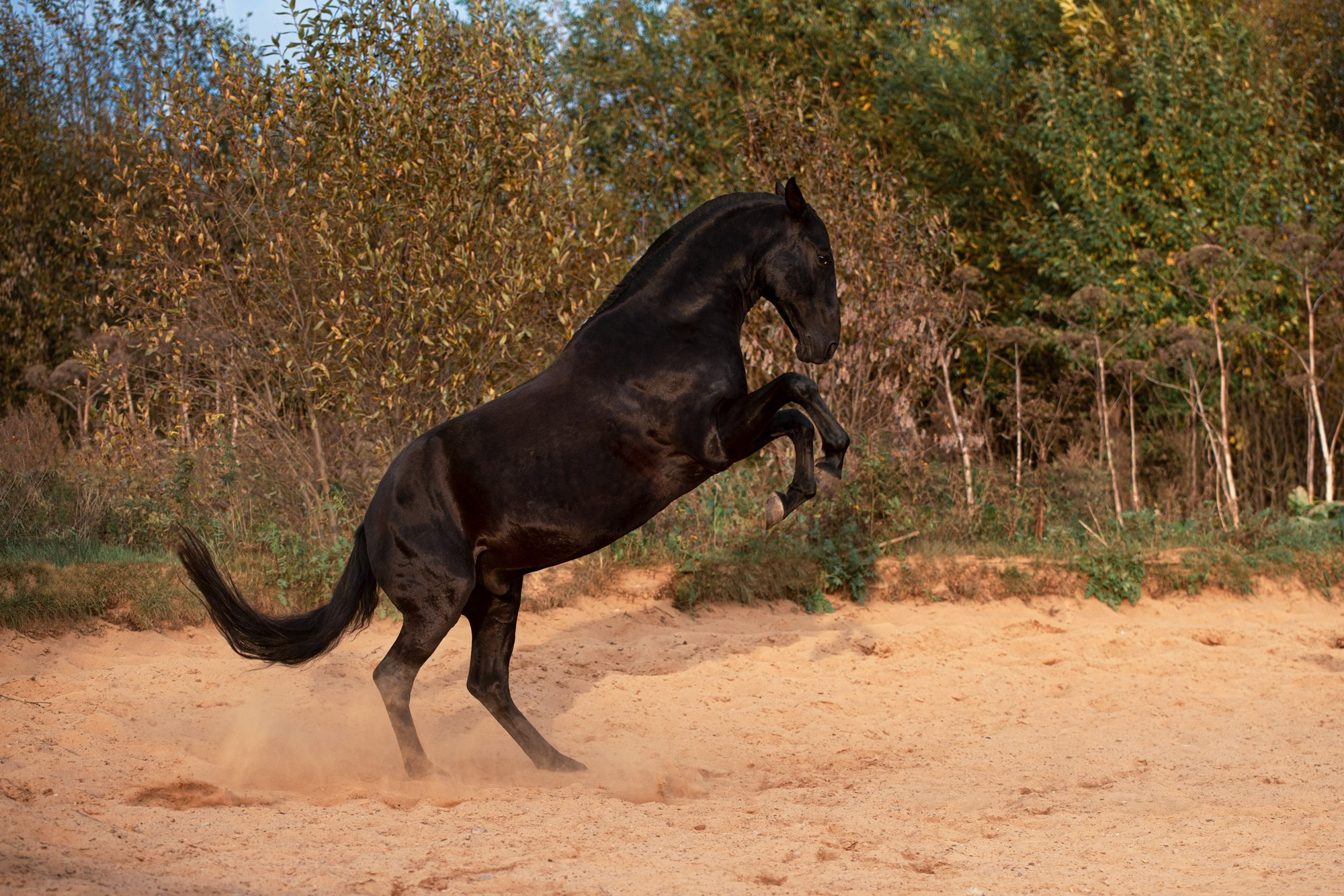 Портрет лошади, лошадь, конь, фото лошади, фотография лошади, конный фотограф, съемка лошадей, фотограф лошадей, конная фотография, конный фотограф, конный фотограф в спб, профессиональный фотограф спб, фотограф спб, ахалтекинец, рысак, спортивная лошадь, конный клуб, фотосессия с лошадьми, тракененская лошадь, зима, лошадь зимой, пейзаж, зимний лес свободные лошади, орловец, орловский рысак, орловская рысистая порода, новый год, новогодняя фотосессия, съемки с лошадьми, фото с лошадью