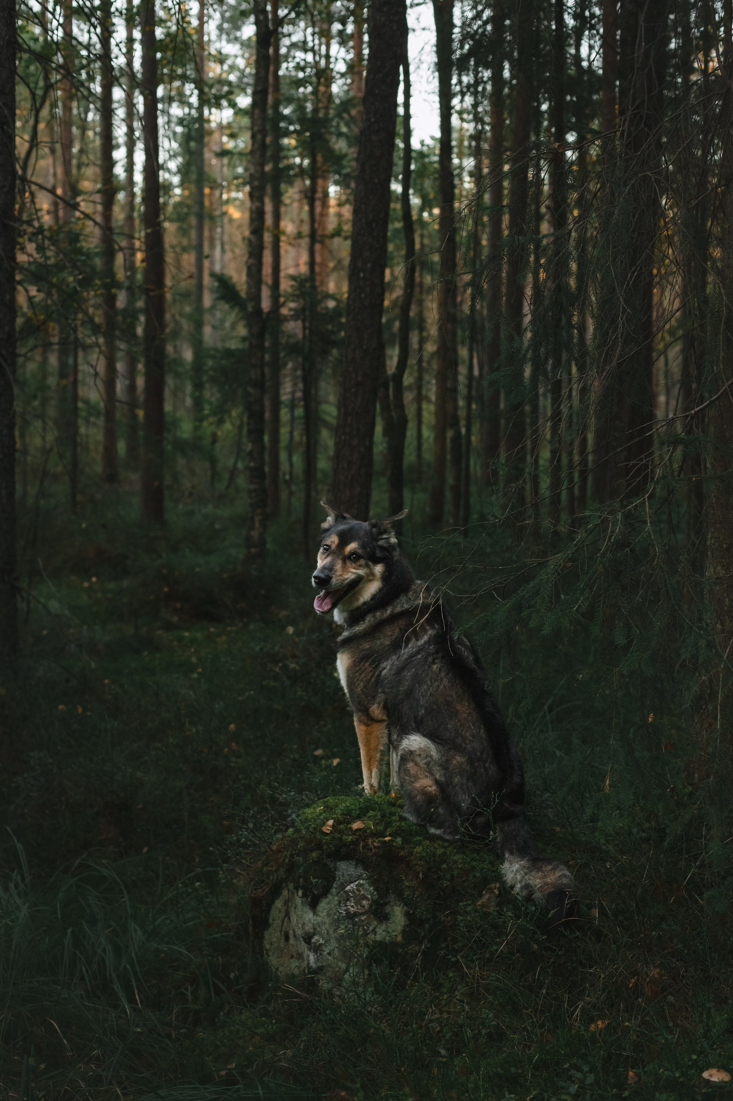 Фотопрогулка в Ленобласти. Фотограф-анималист Татьяна Степанова
