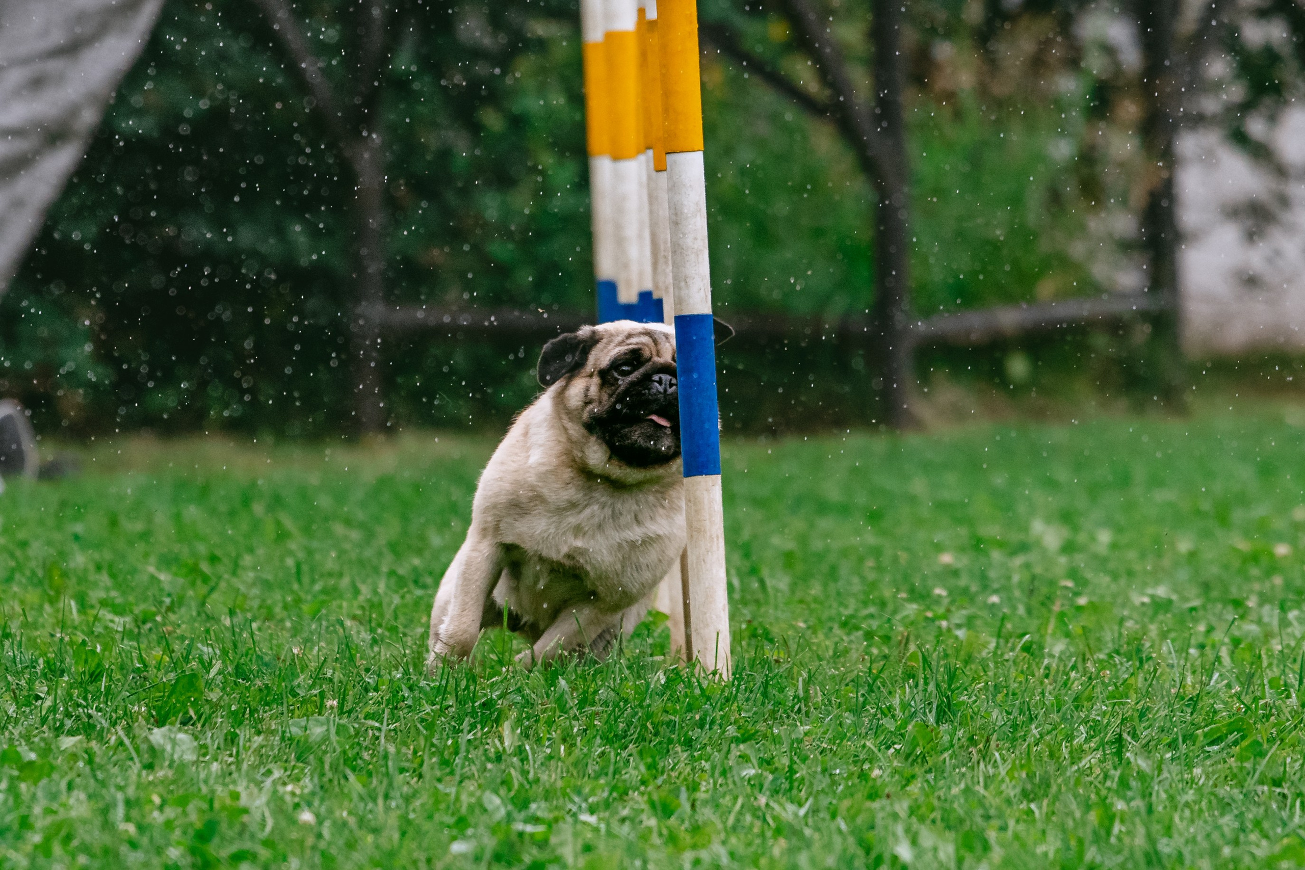 Соревнования по аджилити Долгопрудный 30.06.2025. Фотограф-анималист Татьяна Степанова