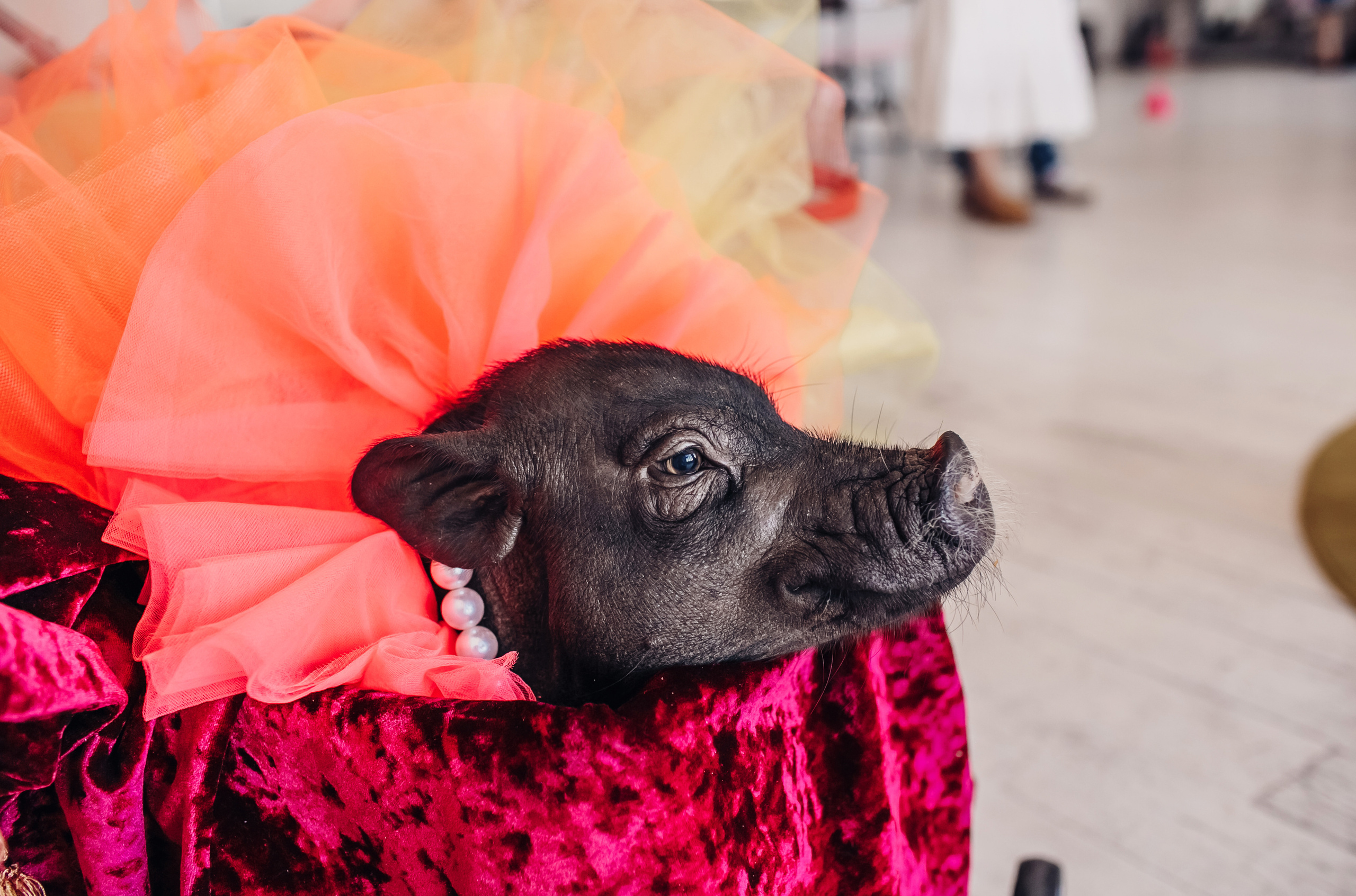 Лизе 4 года. Детский и семейный фотограф в Москве Анна Ипатьева