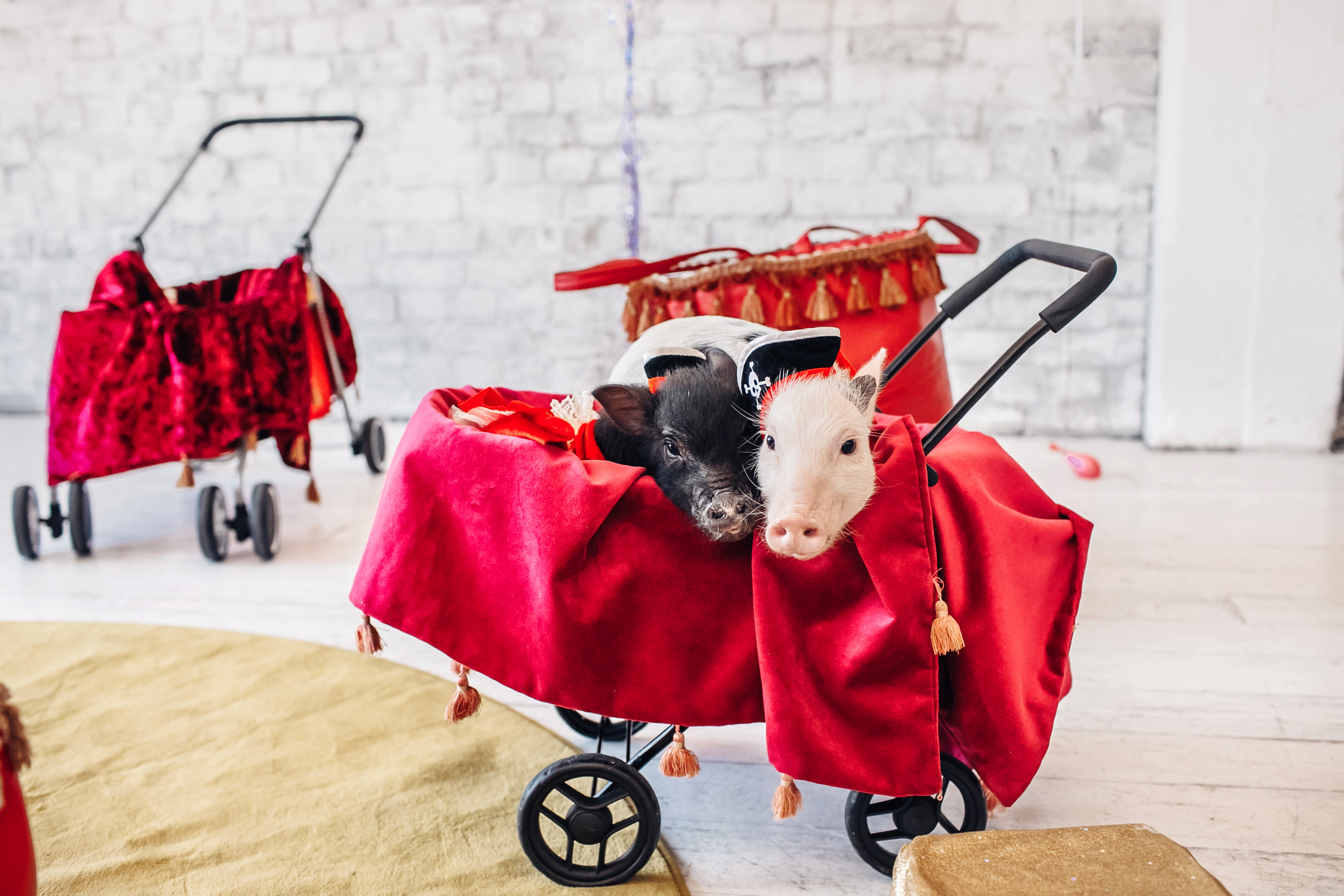 Лизе 4 года. Детский и семейный фотограф в Москве Анна Ипатьева