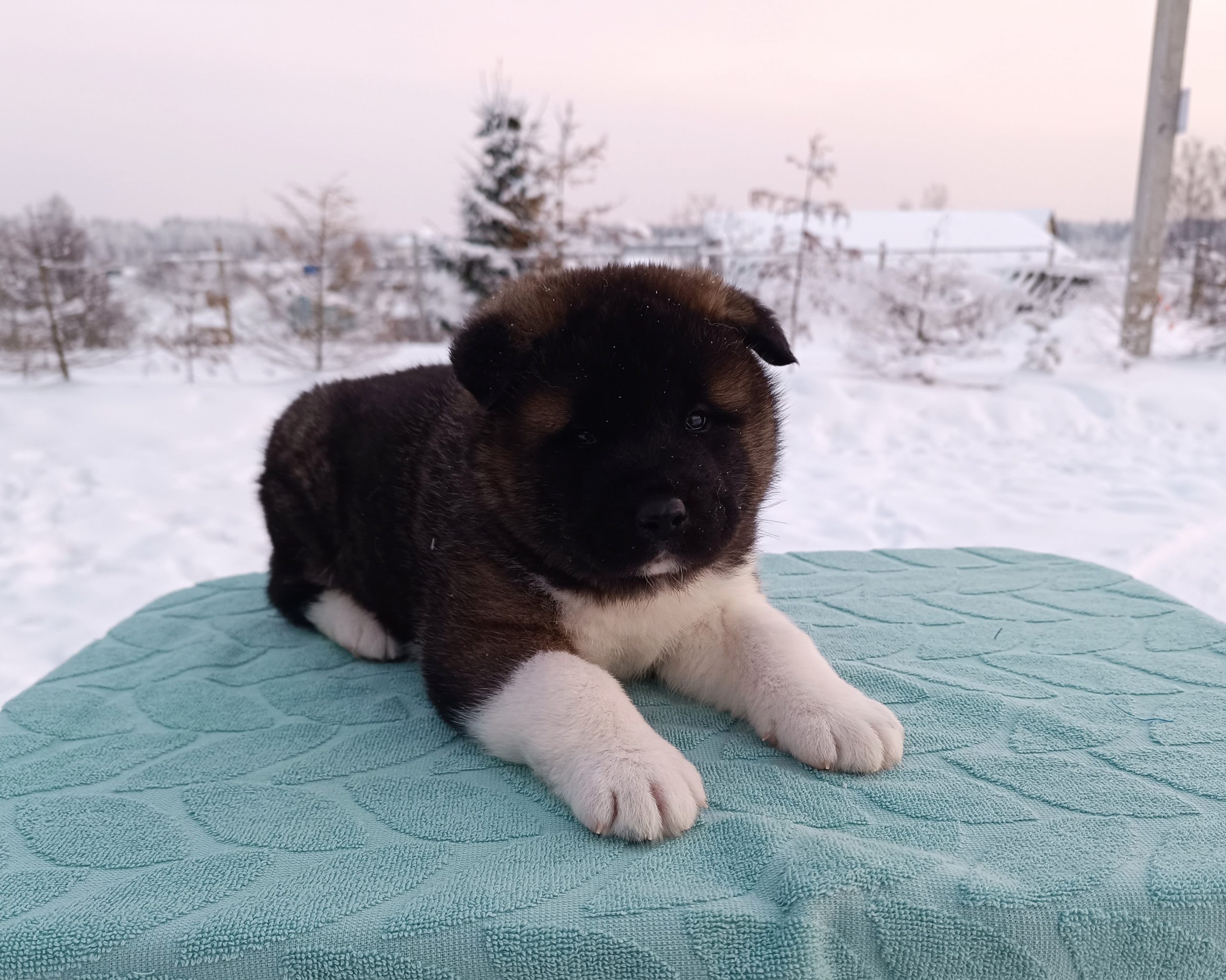 Rubylight Ctsar'. Американская акита I Сиба ину I Питомник RUBYLIGHT