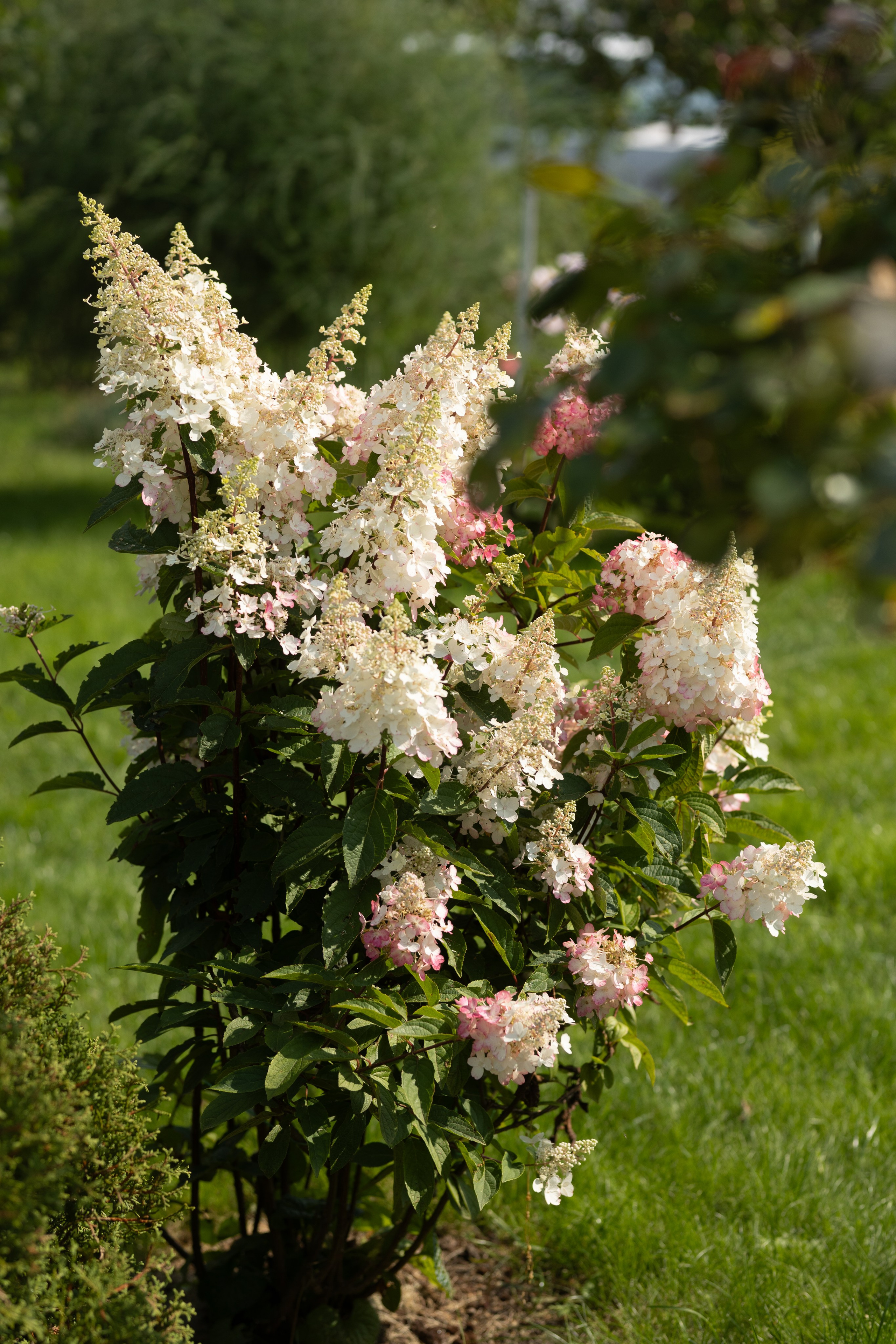 Даша&Вадим. Свадебный фотограф по всей Беларуси Цепелева Анна